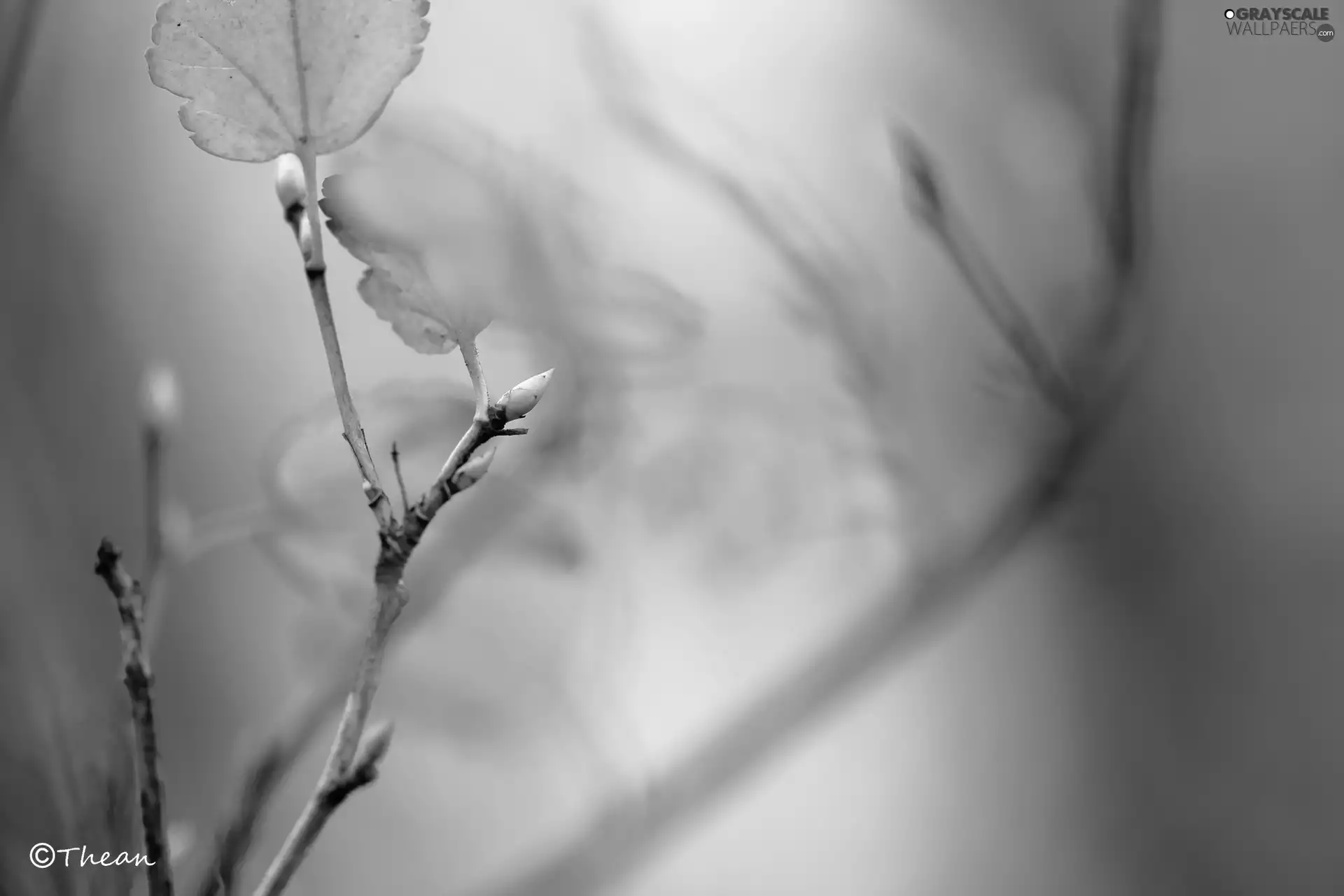 Autumn, twig, Leaf