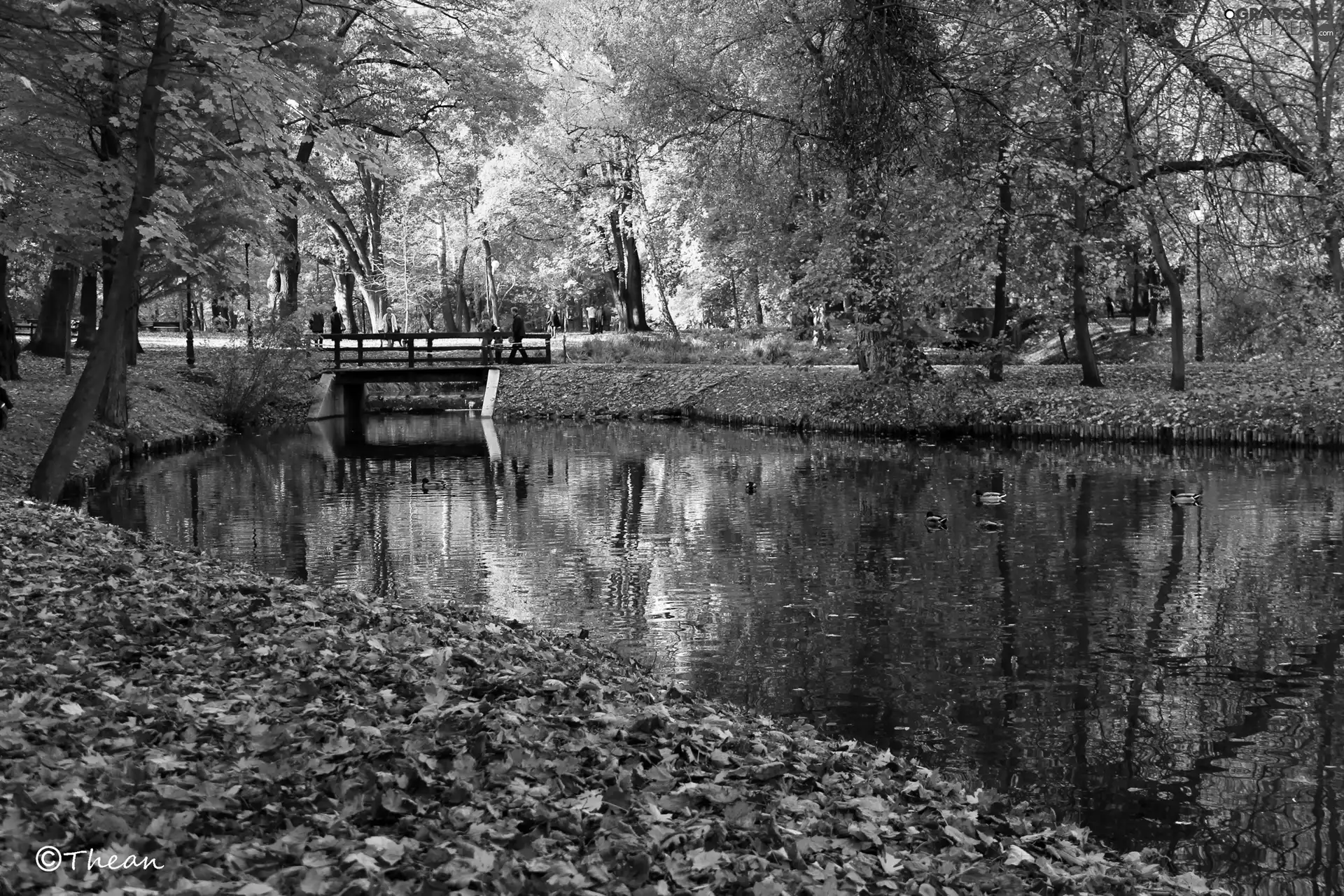 lake, trees, dry, viewes, Park, autumn, Leaf