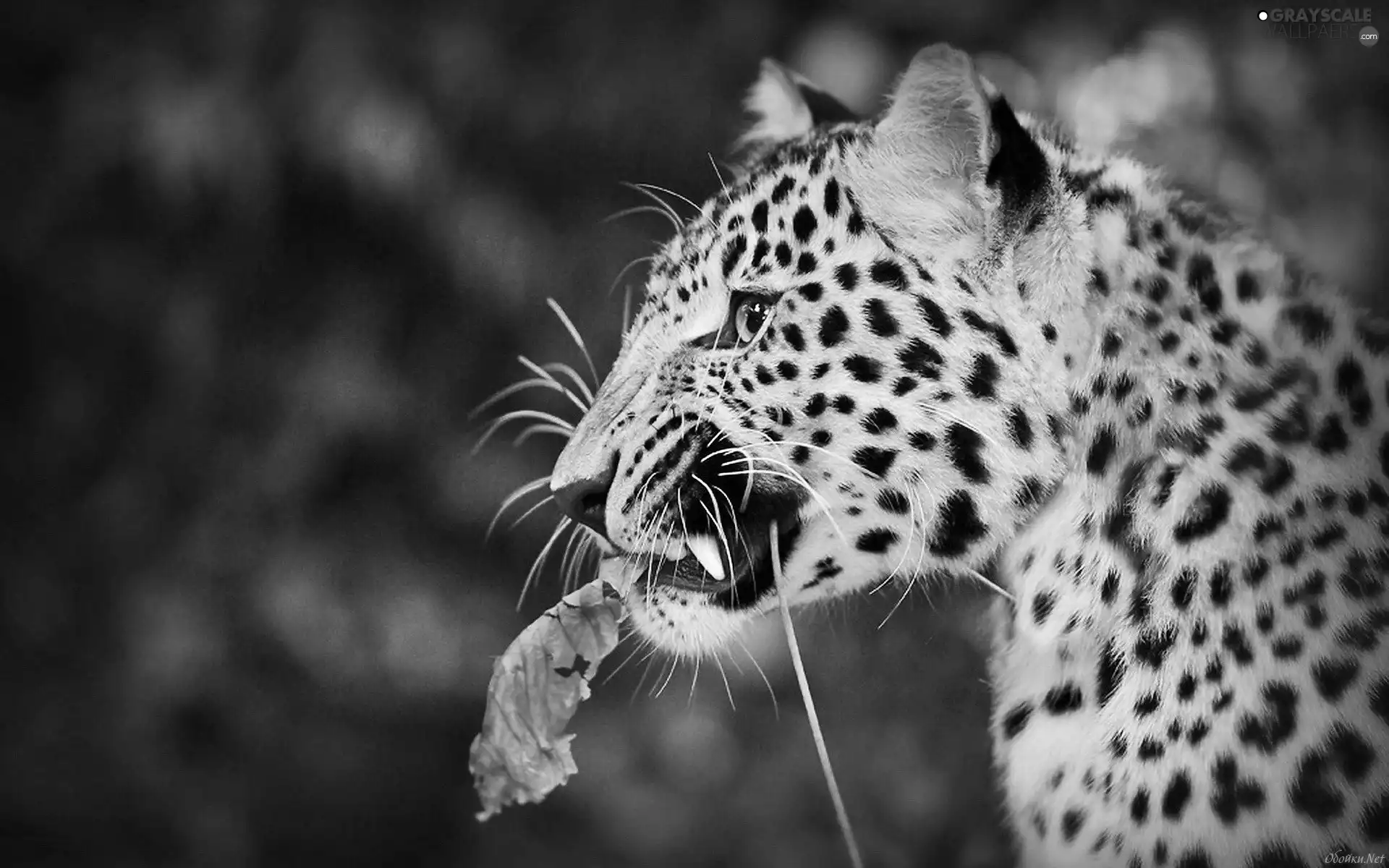 Leopards, leaf, Autumn, forest