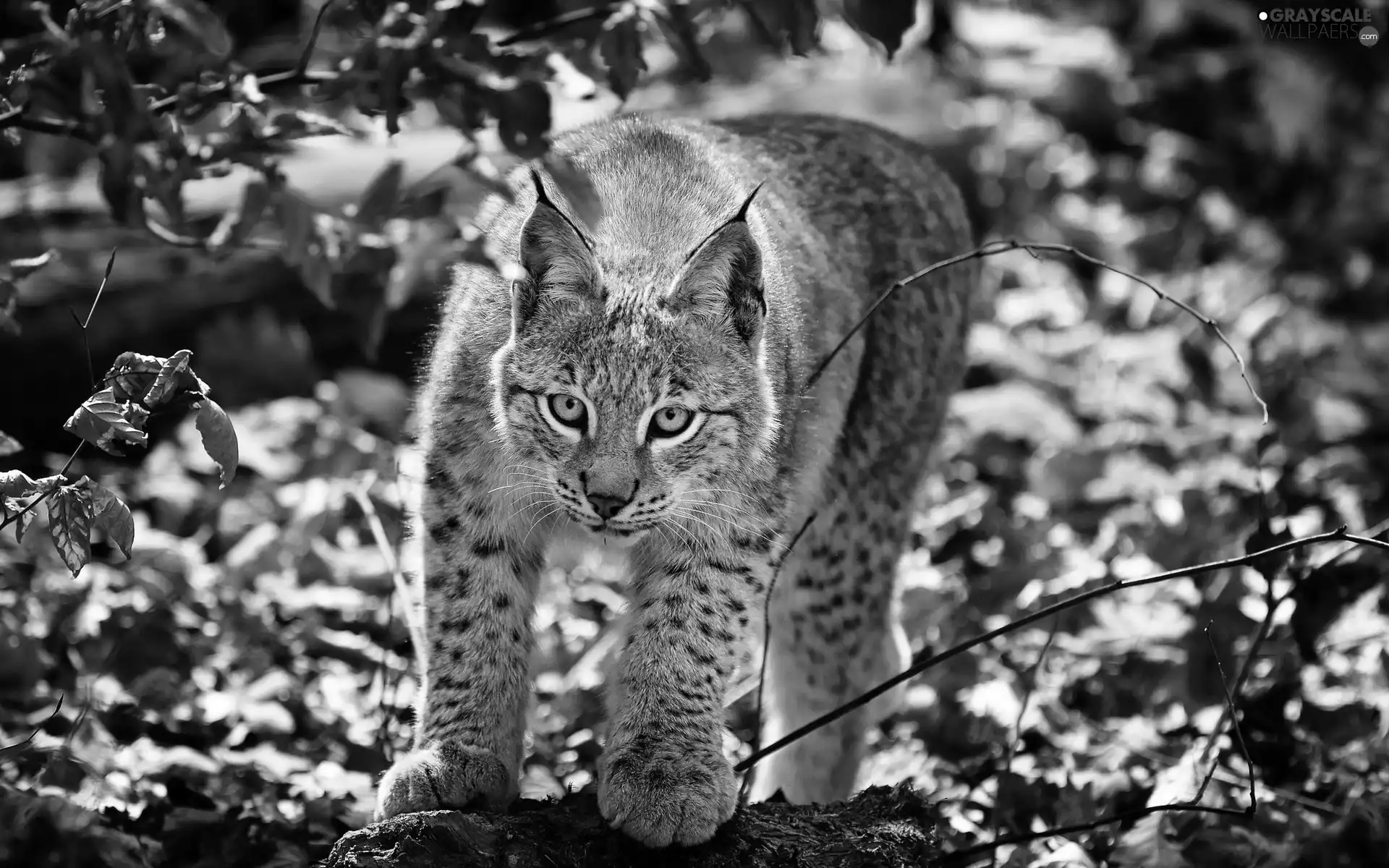 Lynx, Leaf, autumn, forest