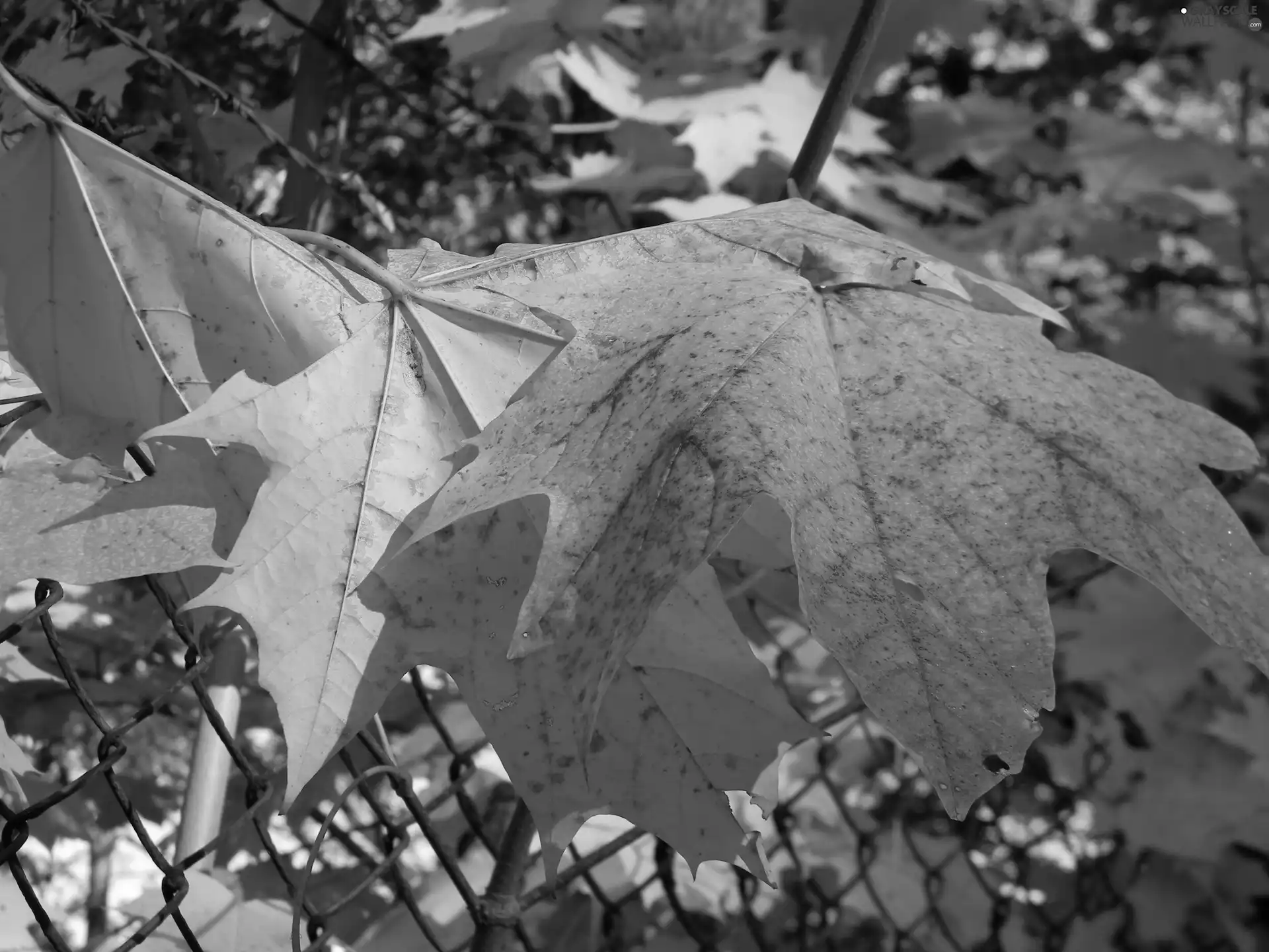 autumn, Leaf, maple