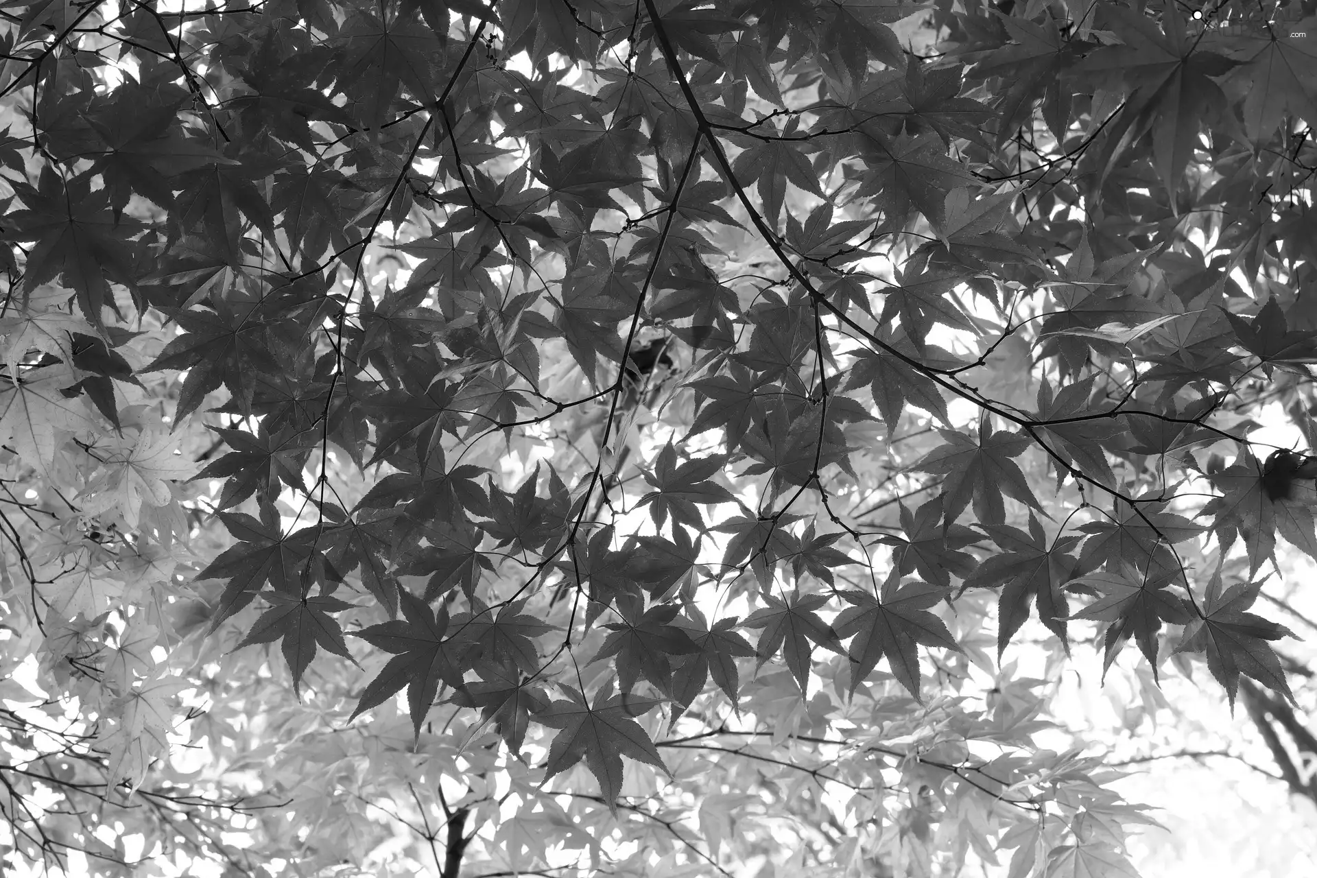 Leaf, autumn, maple, color, trees