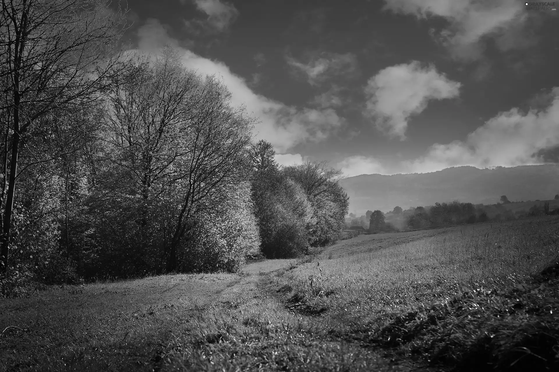 medows, viewes, autumn, trees