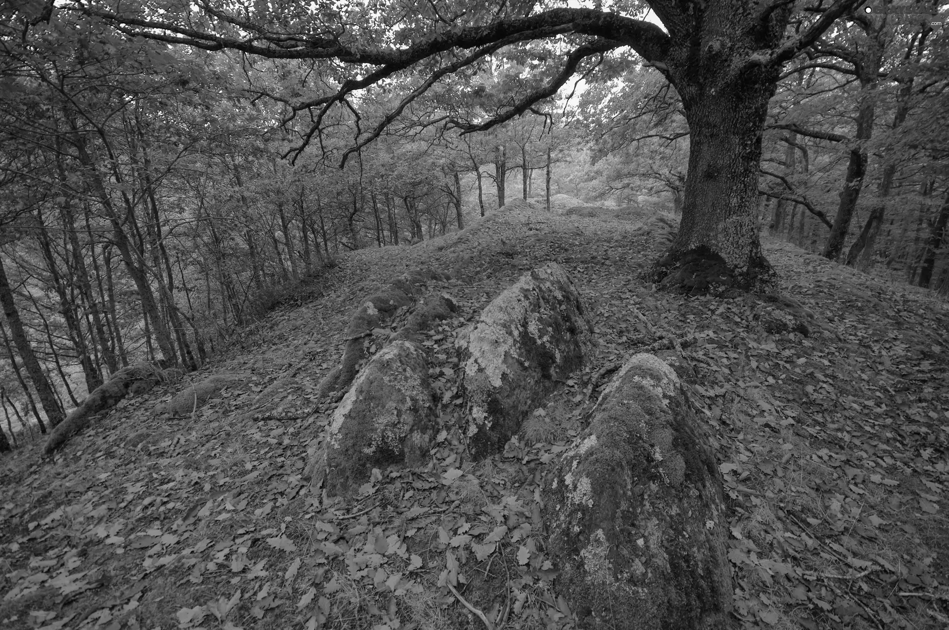 mossy, forest, autumn, Stones