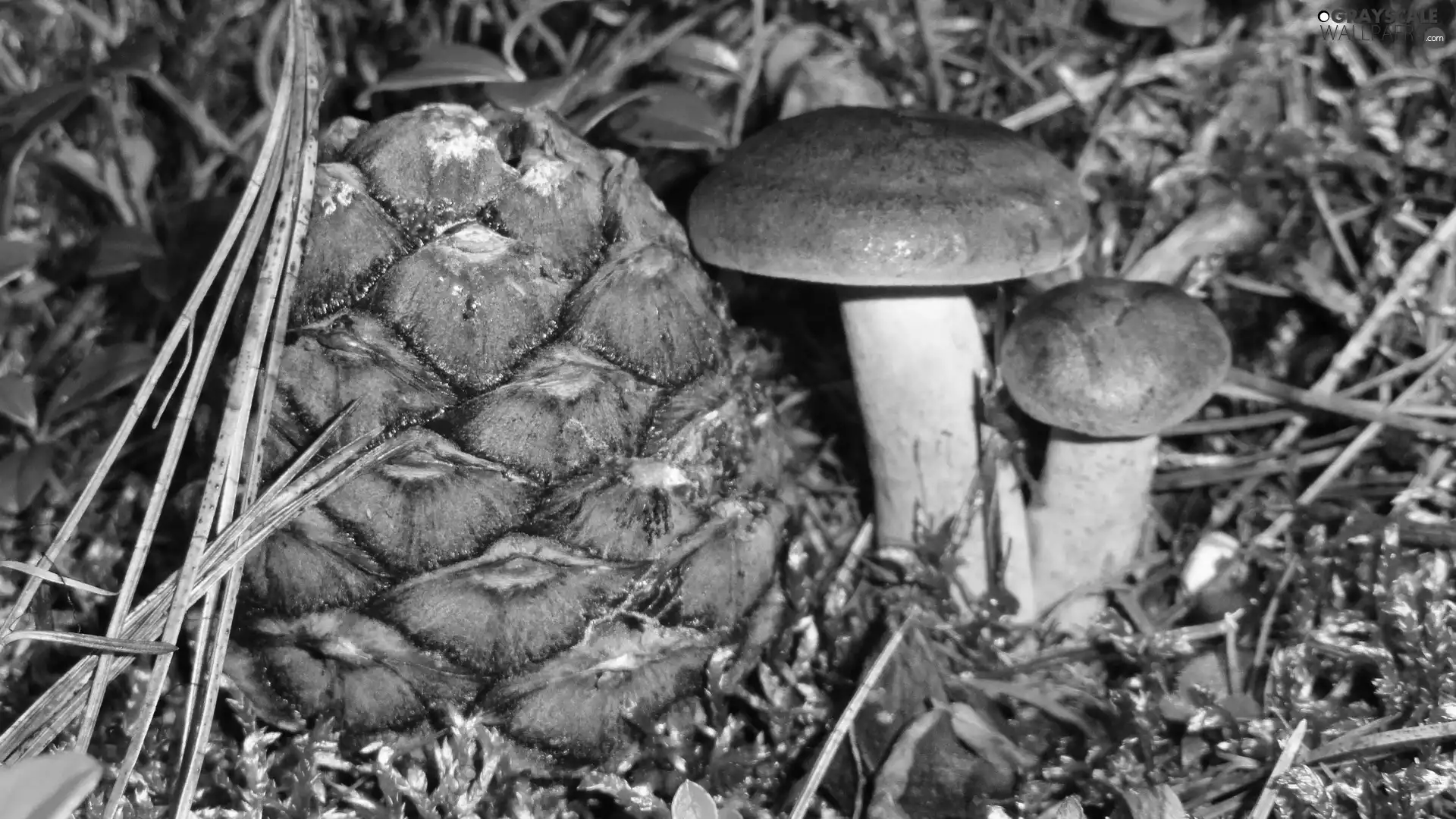 mushrooms, forest, autumn, litter