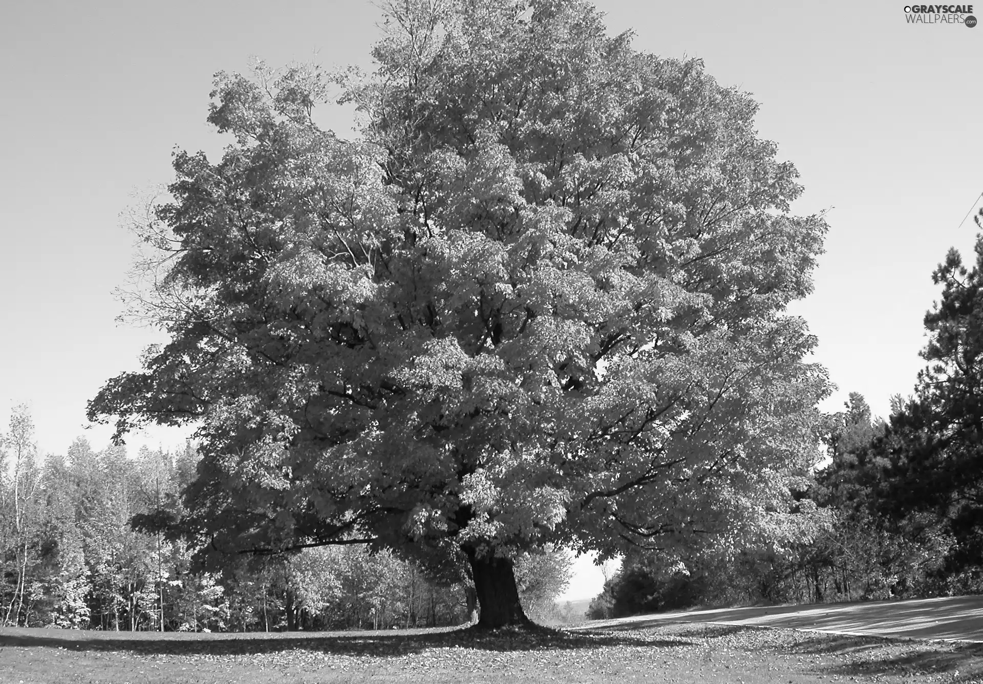 autumn, wayside, oak