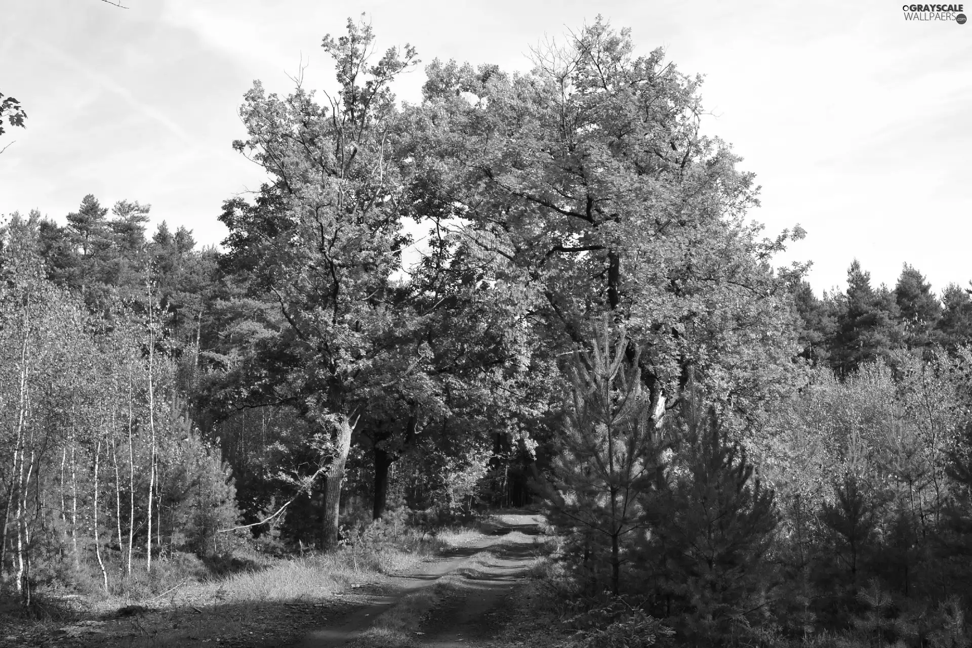 Autumn, oaks, Way, color, forest