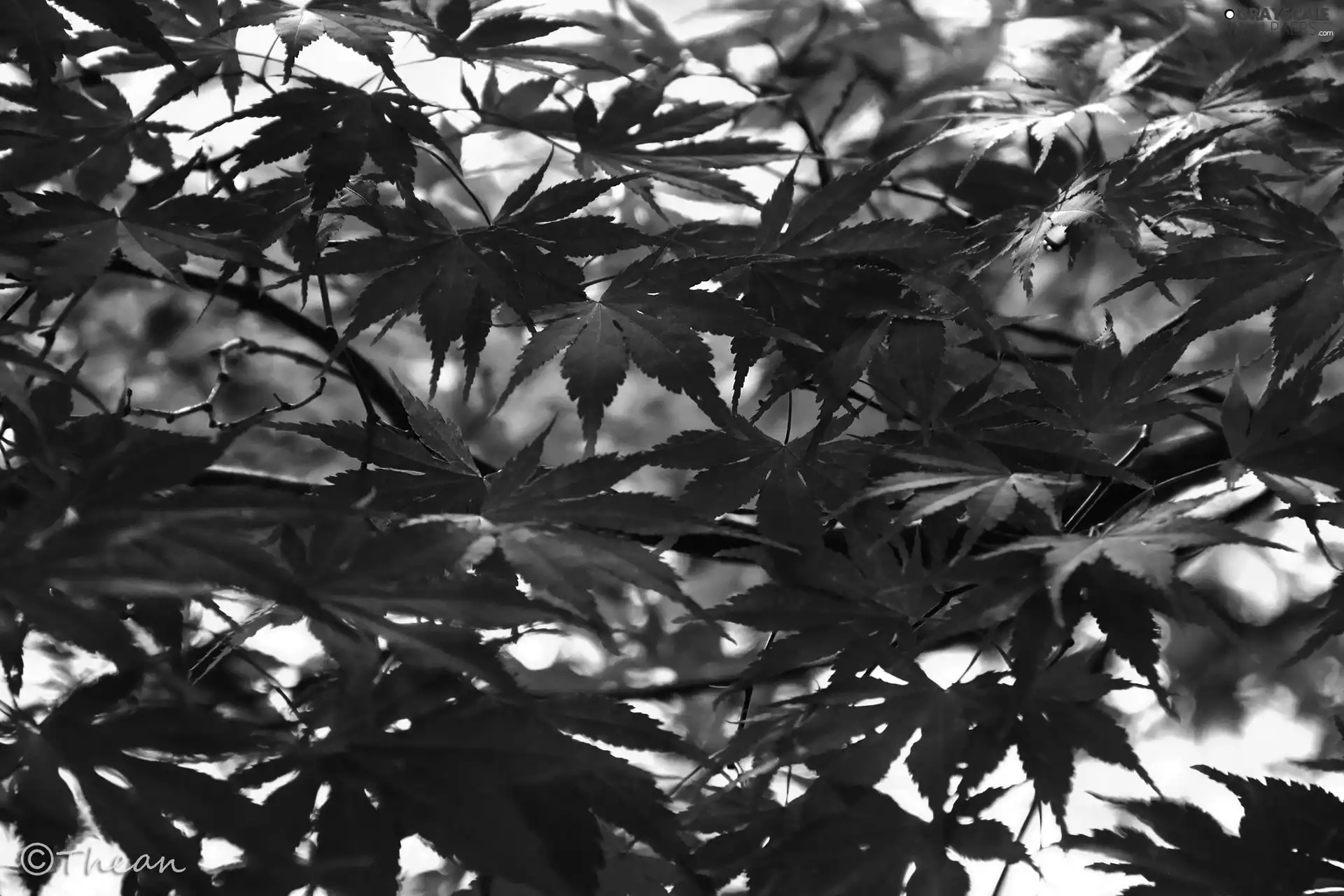 Maple Palm, Leaf, autumn, color