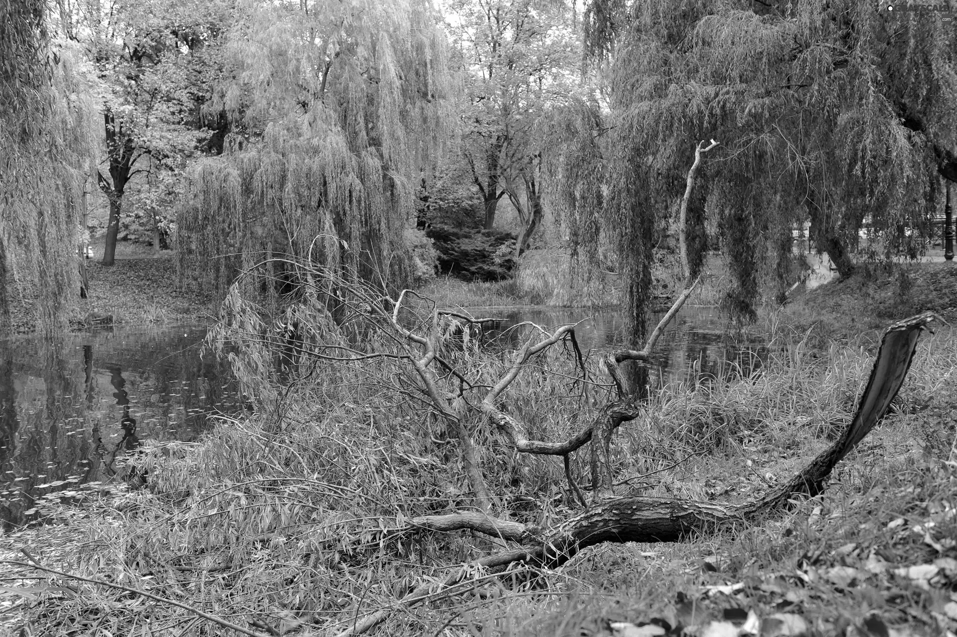 Park, Pond - car, Autumn, trees