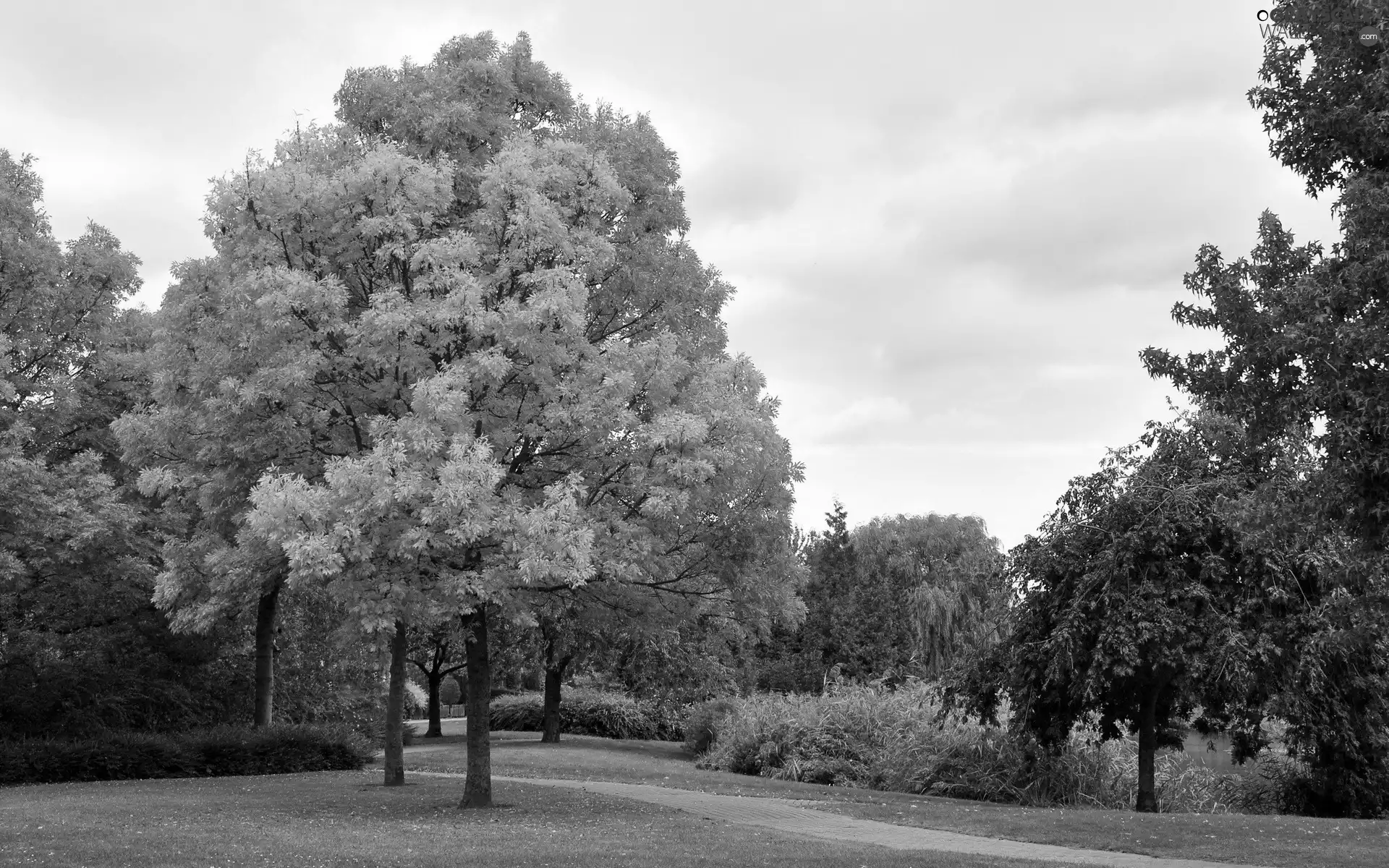 Park, viewes, autumn, trees