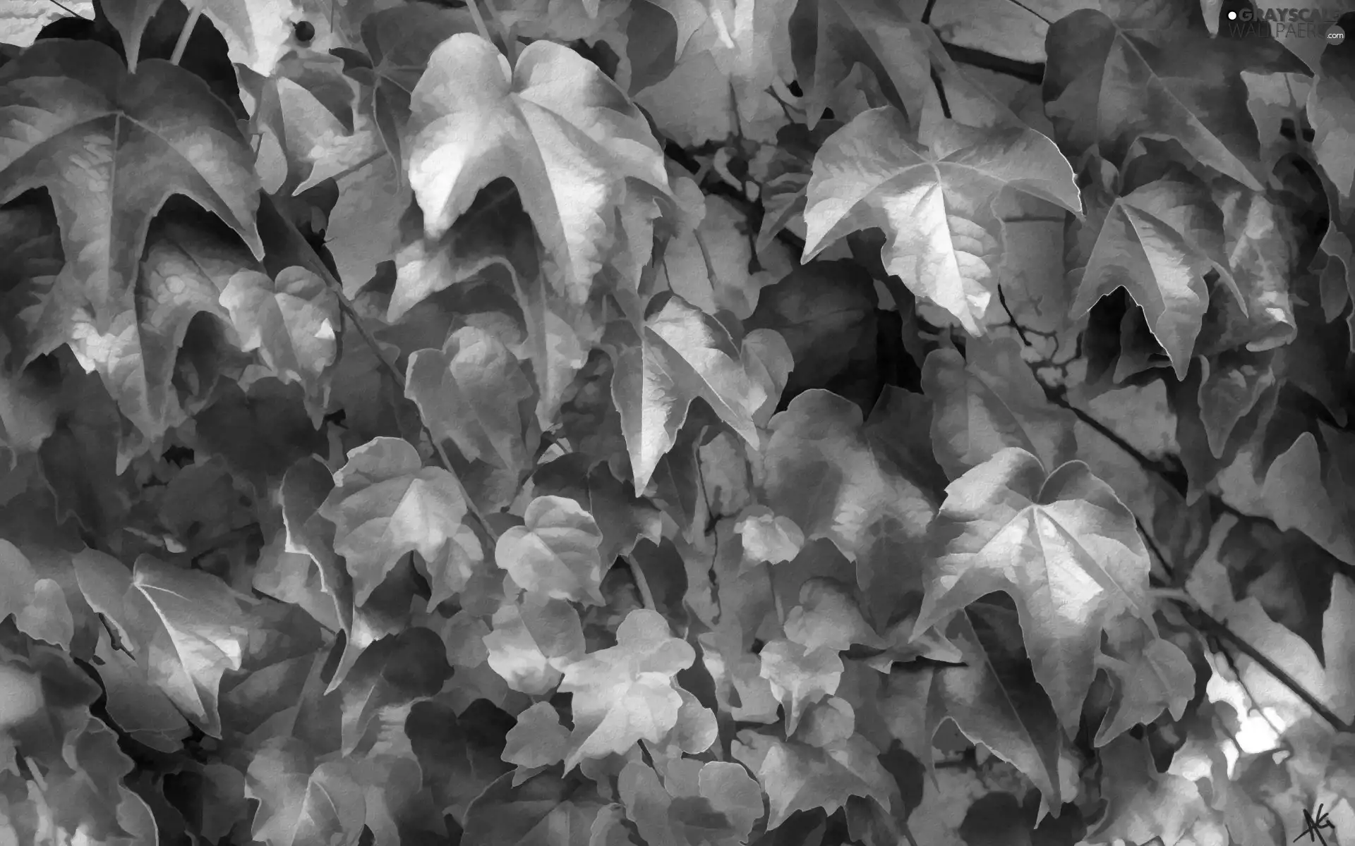 ivy, autumn, Alberto Guillen, Leaf, picture