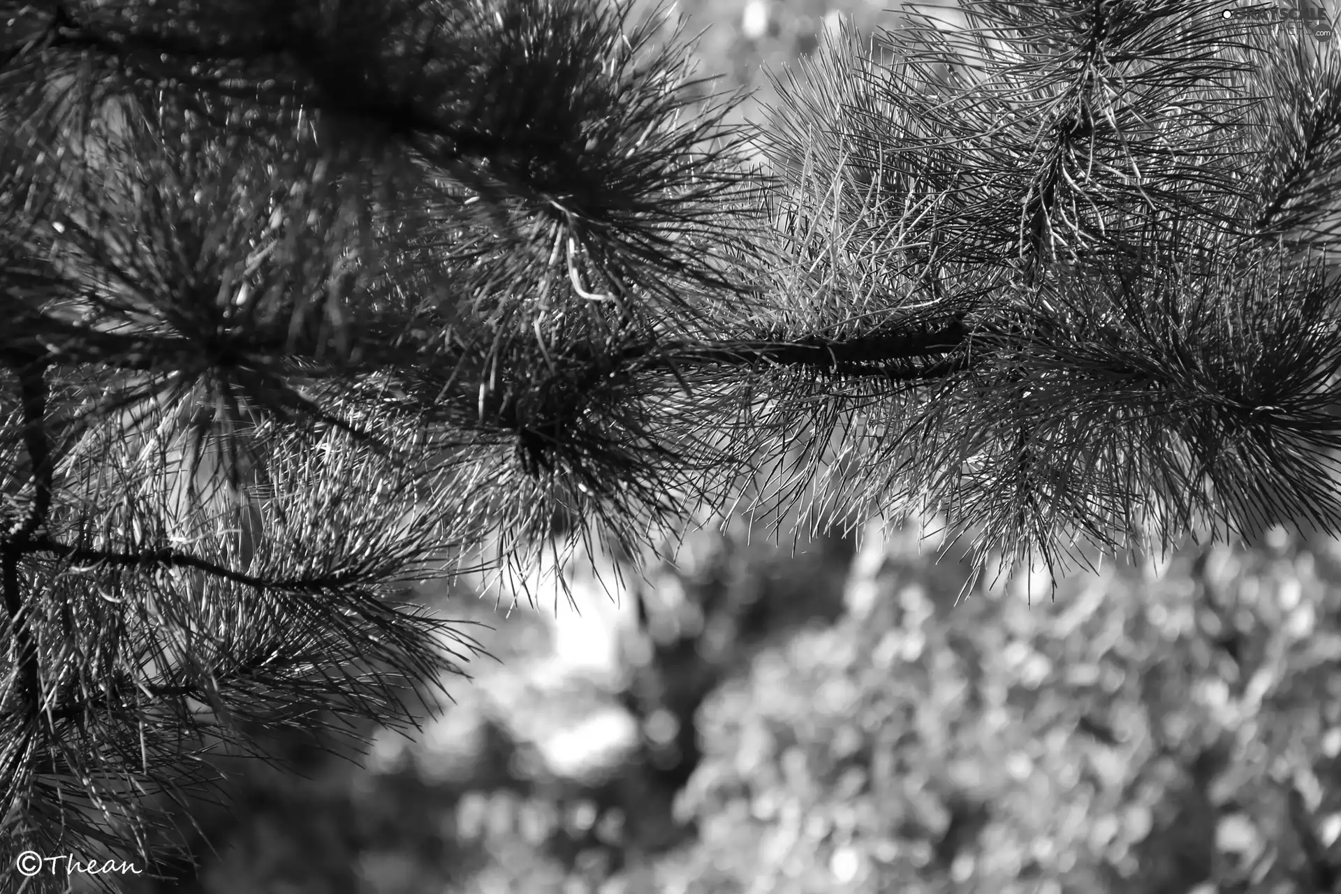 pine, Yellow, autumn, needle
