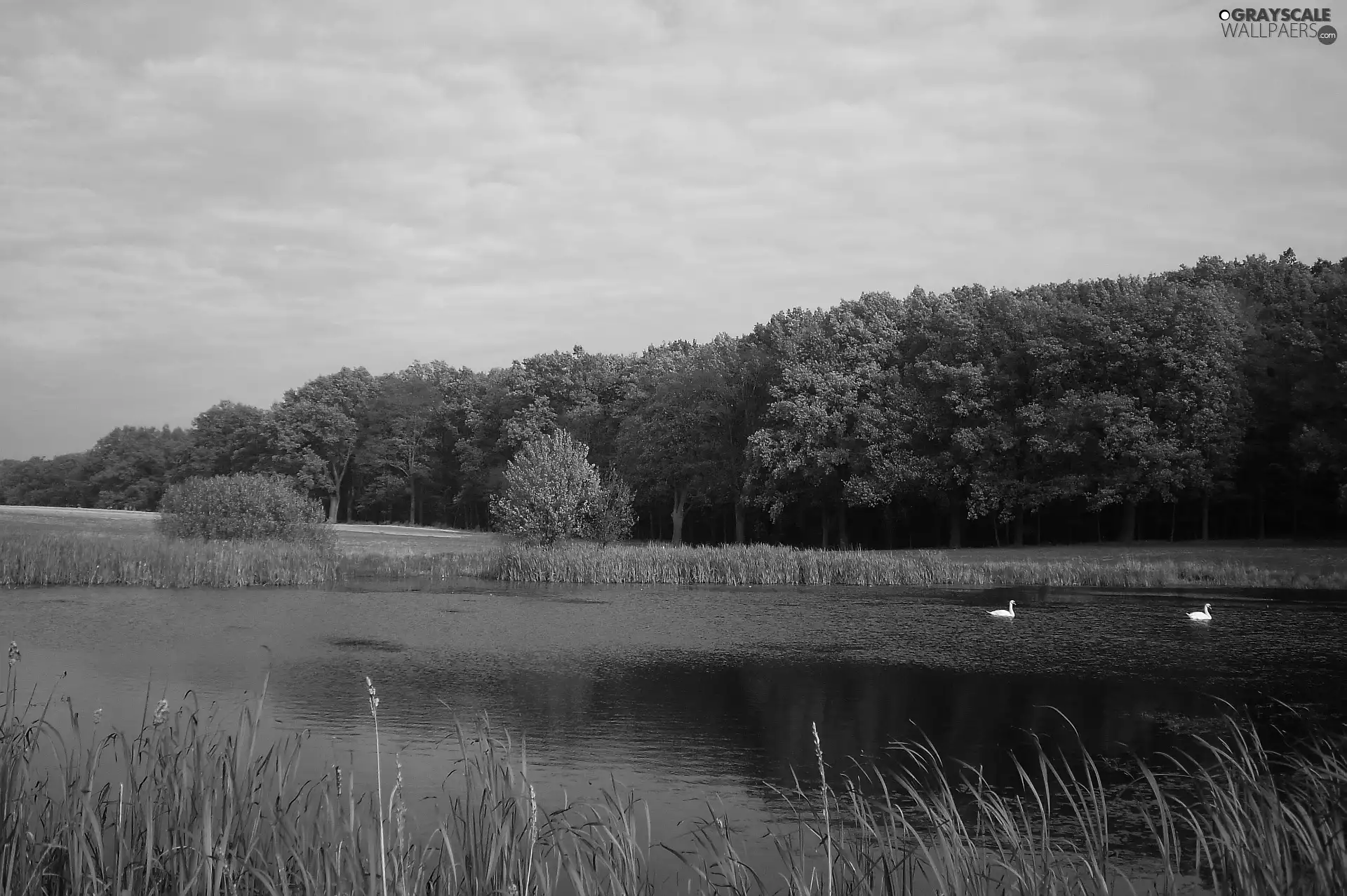 Swan, Pond - car, autumn