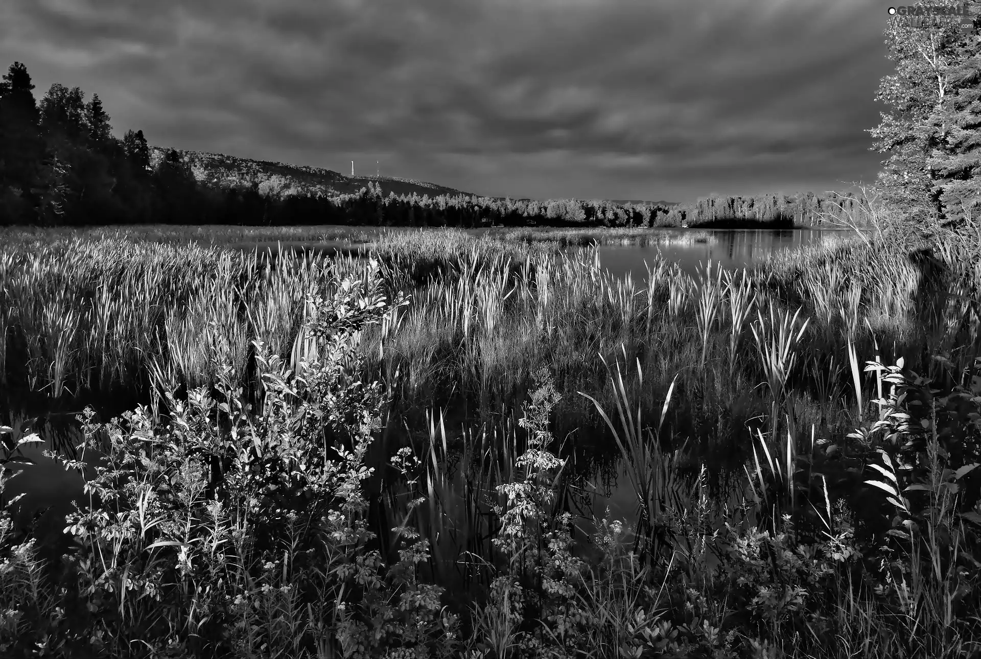 pool, The Hills, autumn, VEGETATION