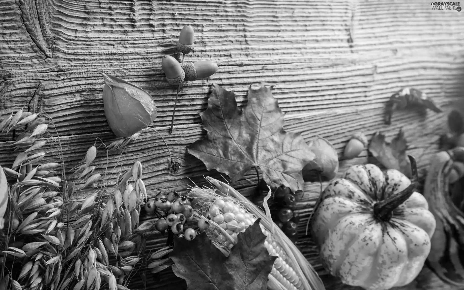 pumpkin, Leaf, autumn, corn