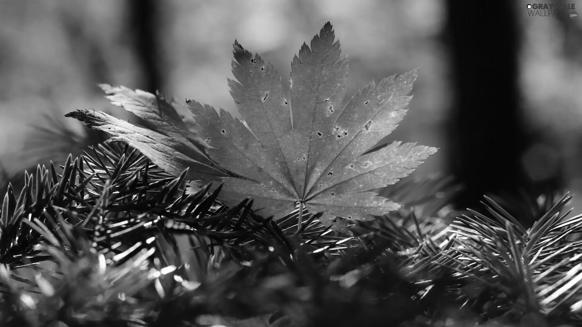 Red, leaf, autumn, maple