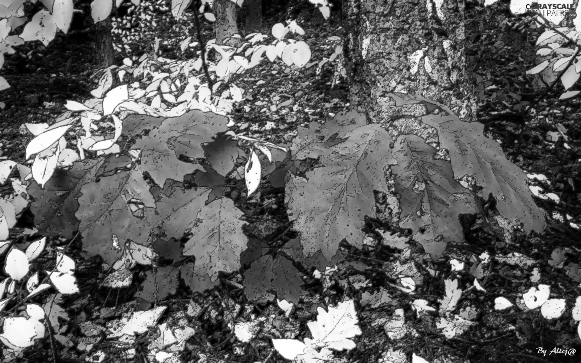 Red, oak, autumn, Leaf