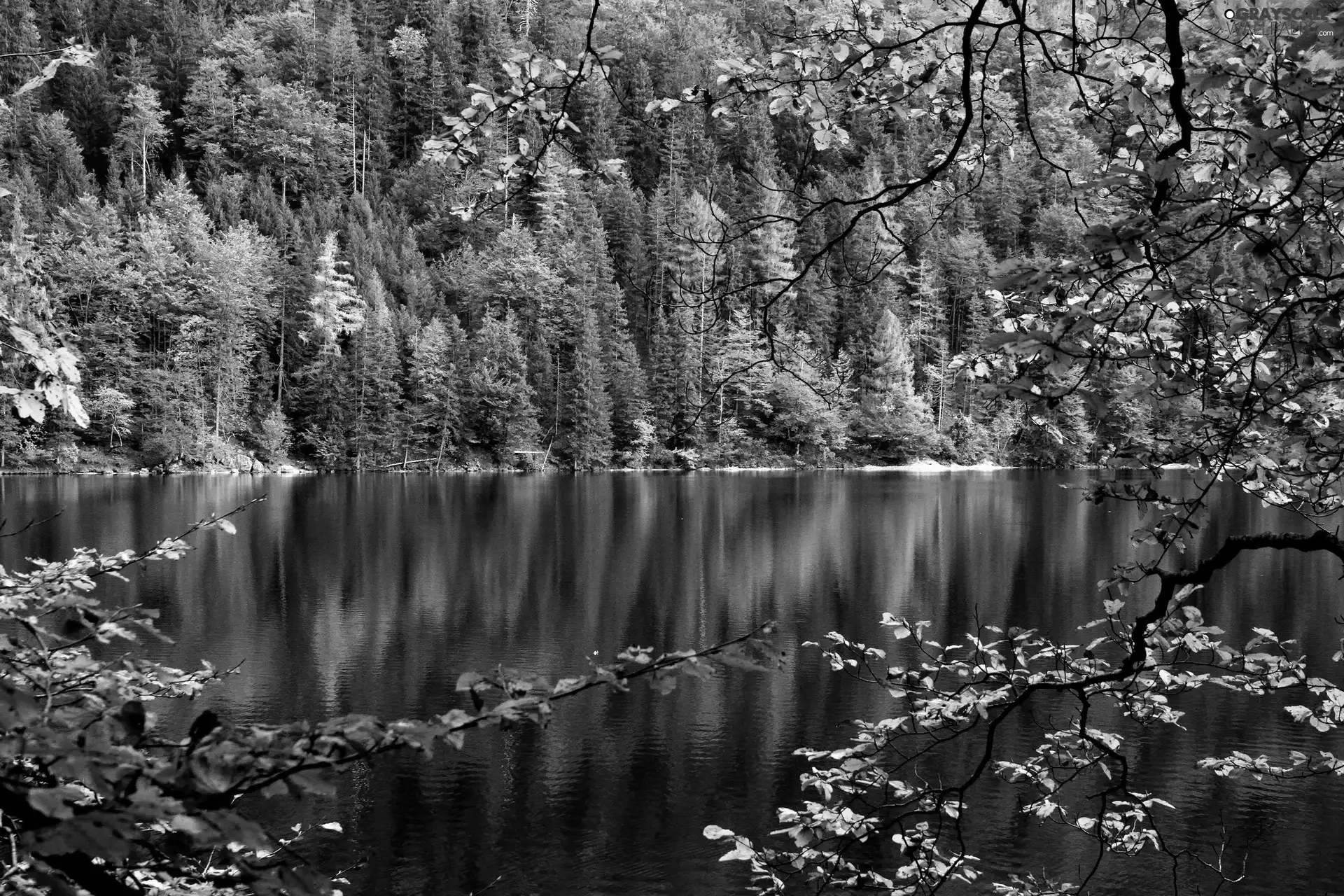 autumn, forest, River