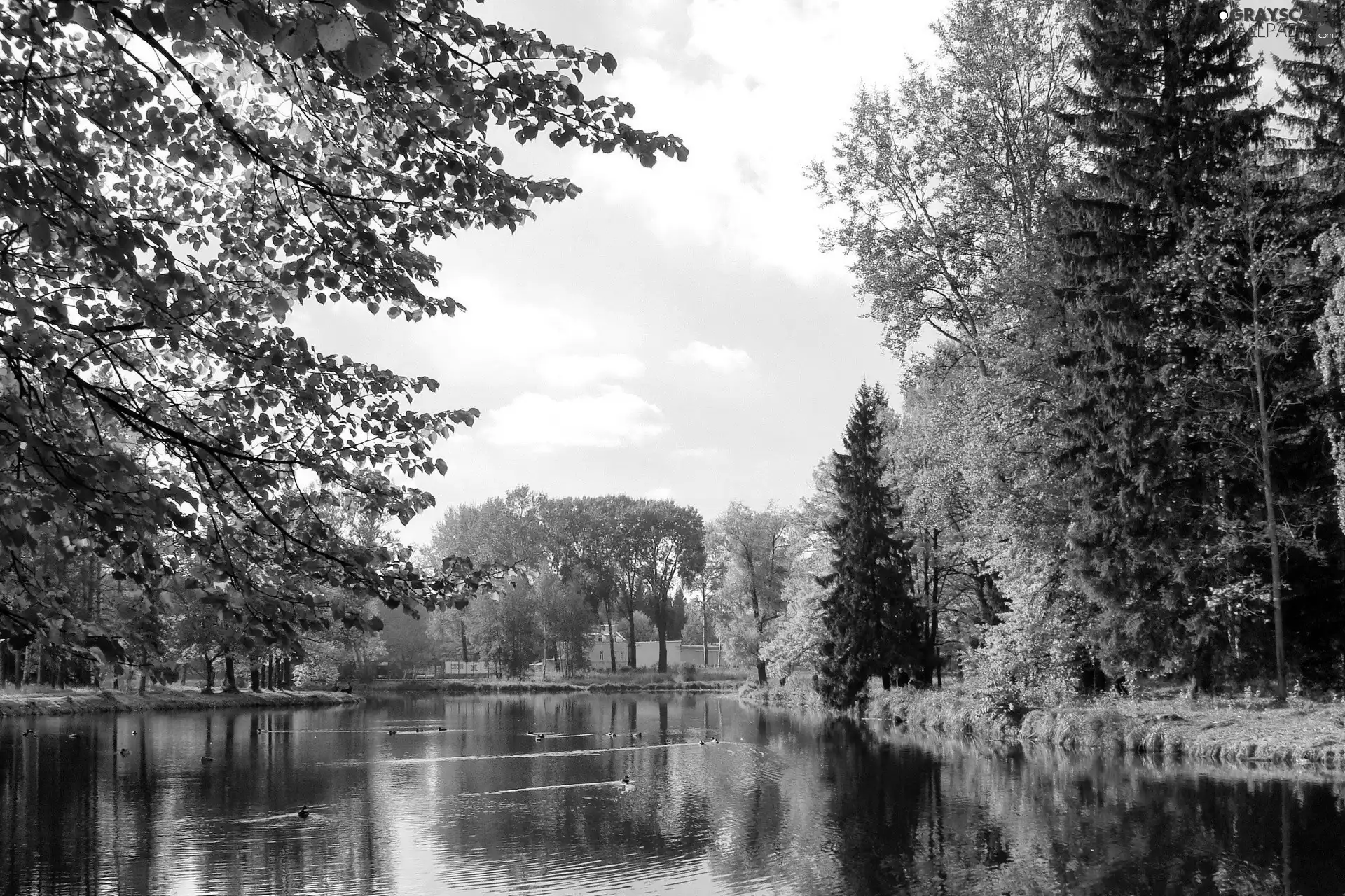 River, Park, autumn, ducks