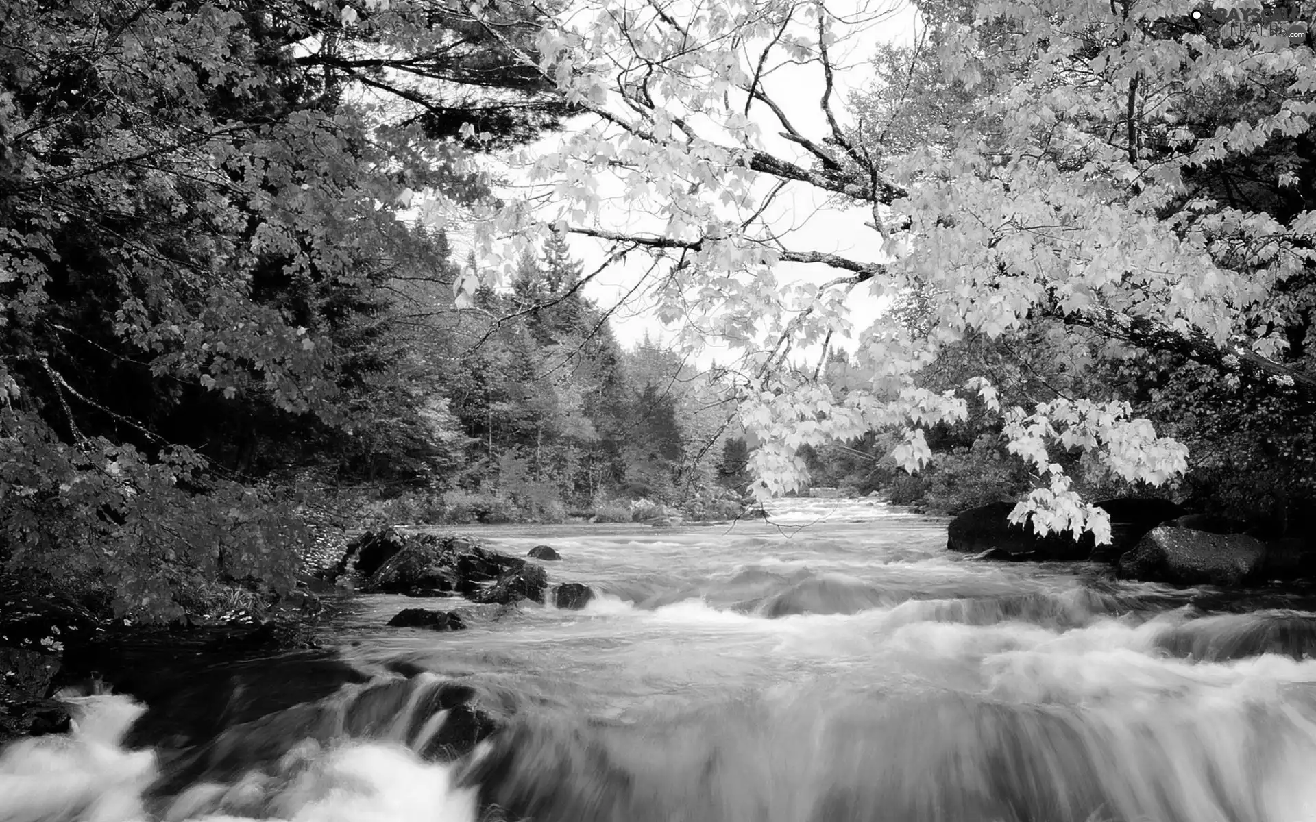 River, viewes, autumn, trees