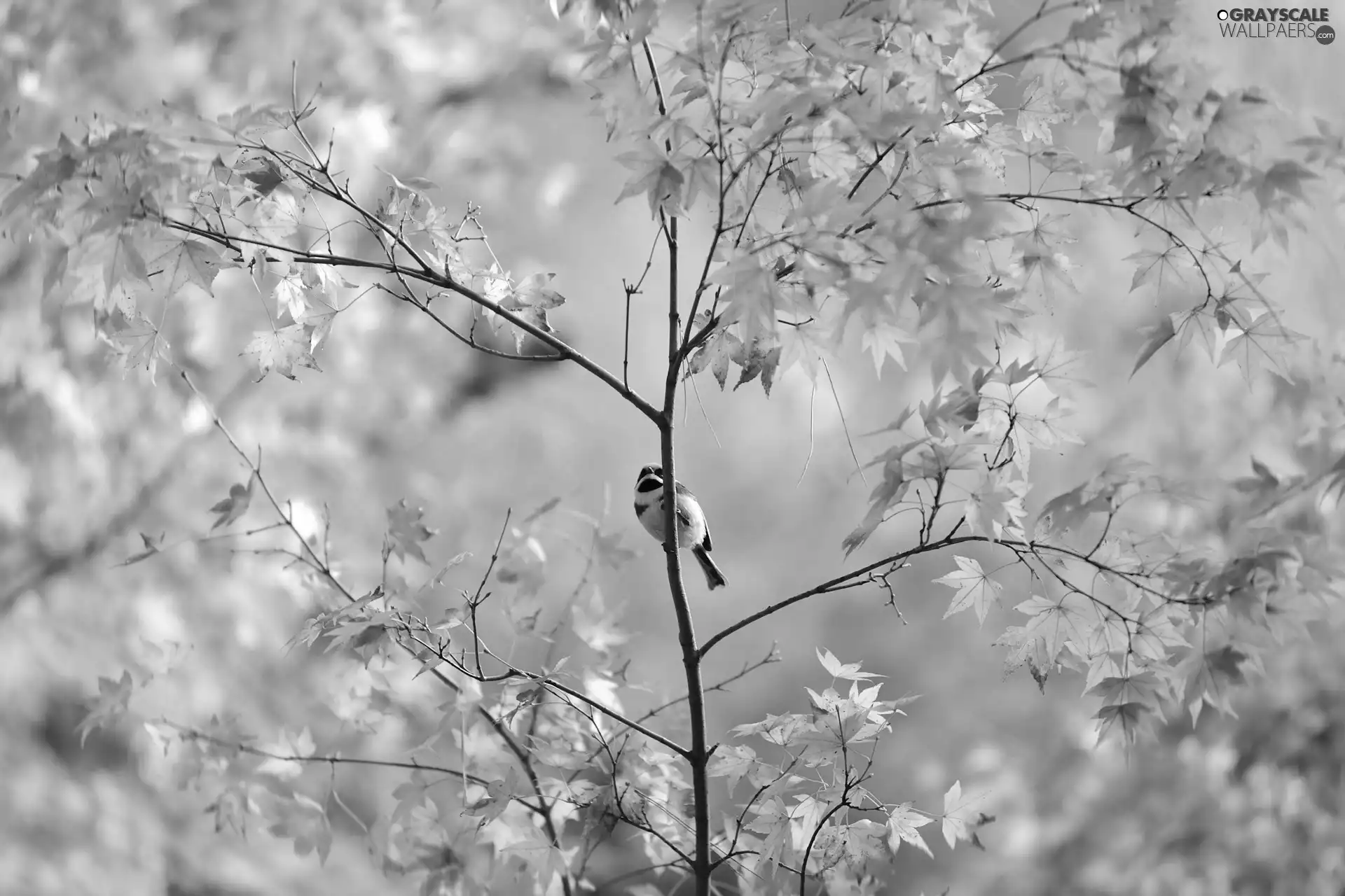 small, trees, autumn, birdies