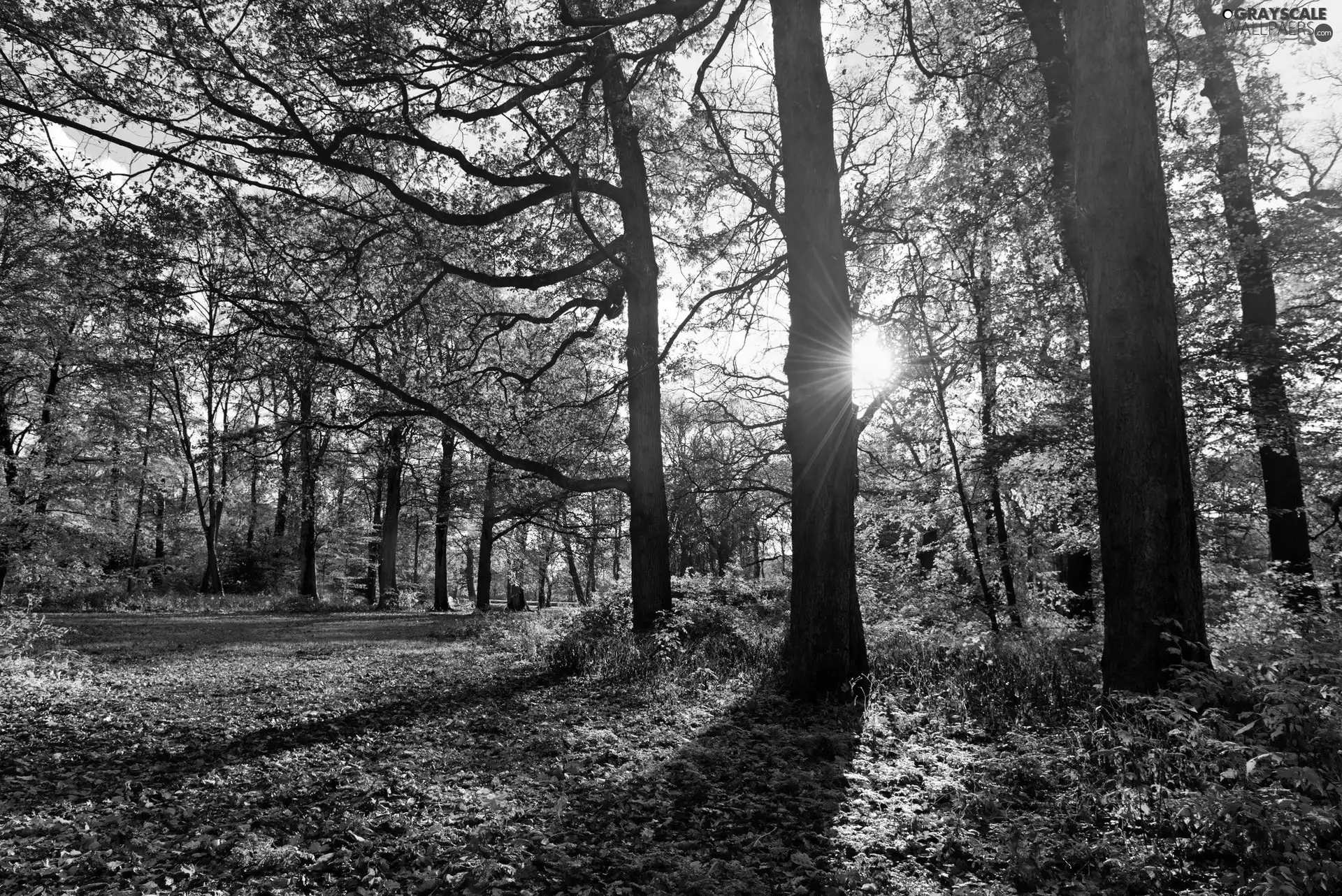 rays of the Sun, Park, autumn