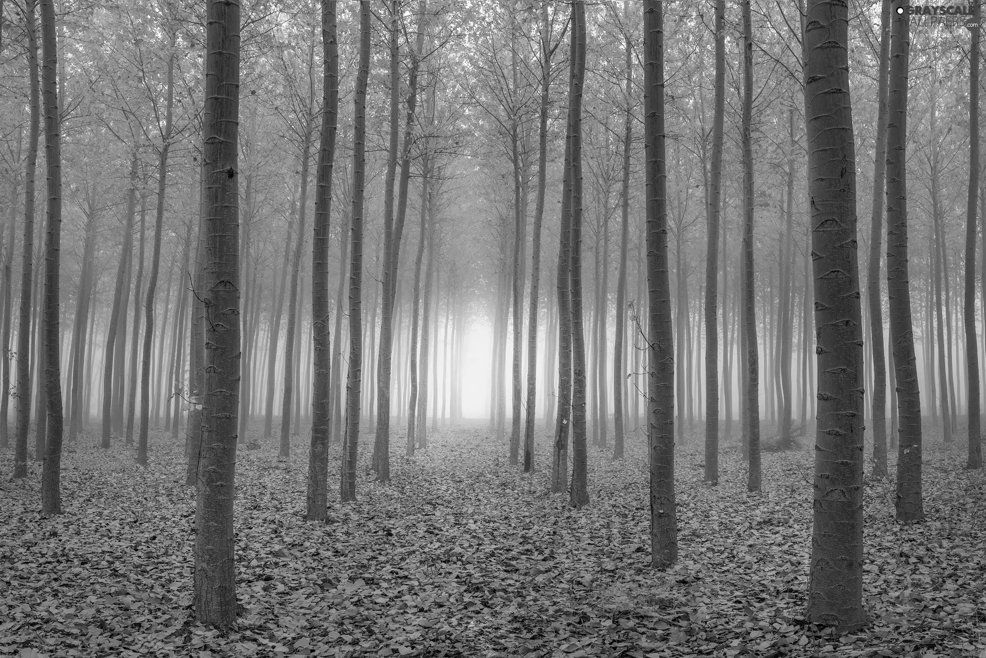 Quaking Aspen, trees, Fog, viewes, forest, Leaf, autumn
