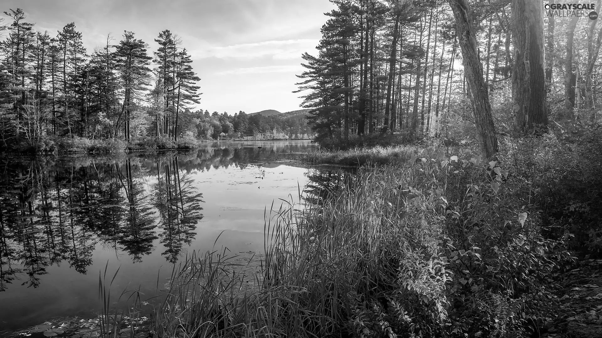viewes, River, grass, autumn, Plants, trees