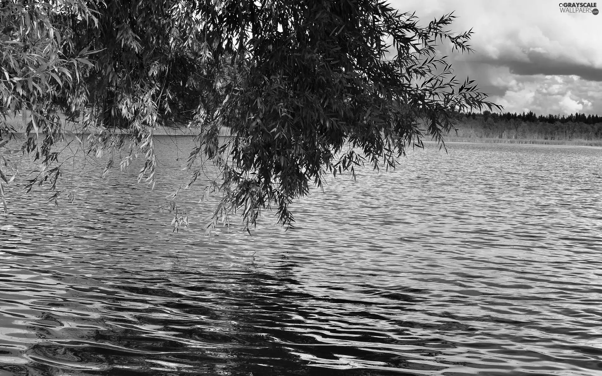 autumn, lake, trees