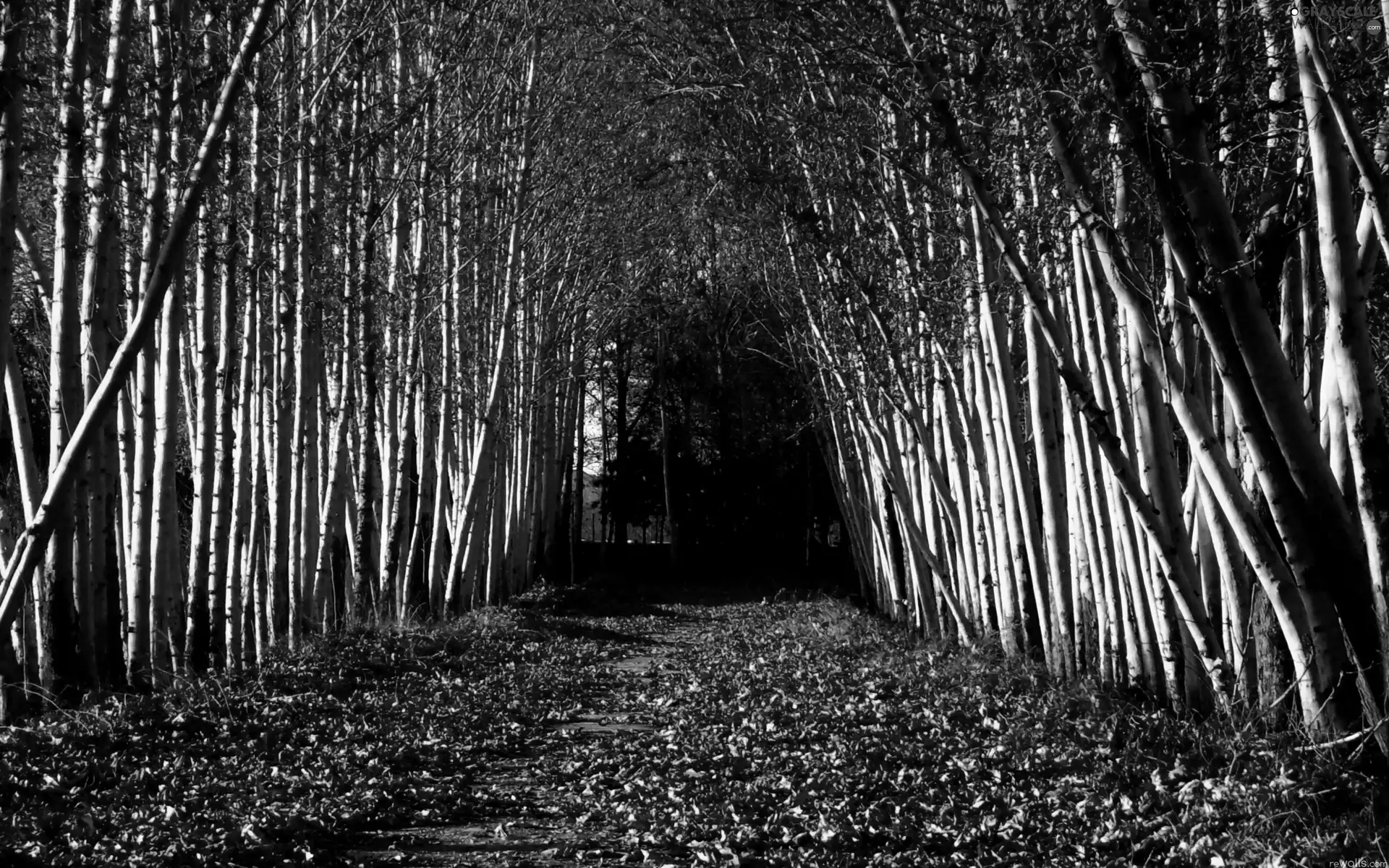 trees, Leaf, autumn, viewes