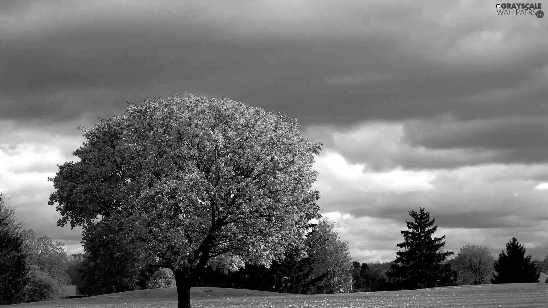 trees, Meadow, autumn, viewes