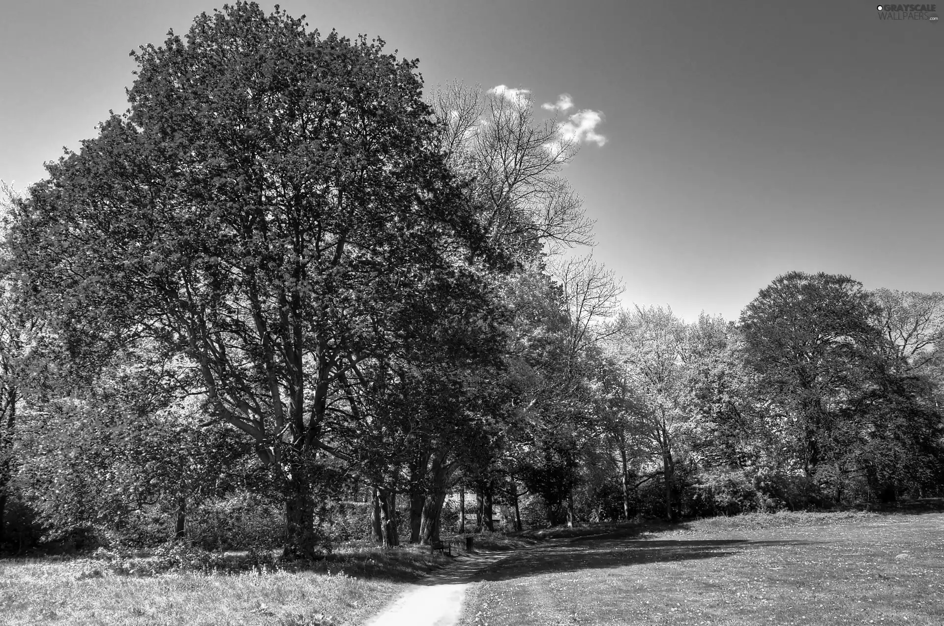 trees, Meadow, autumn, viewes