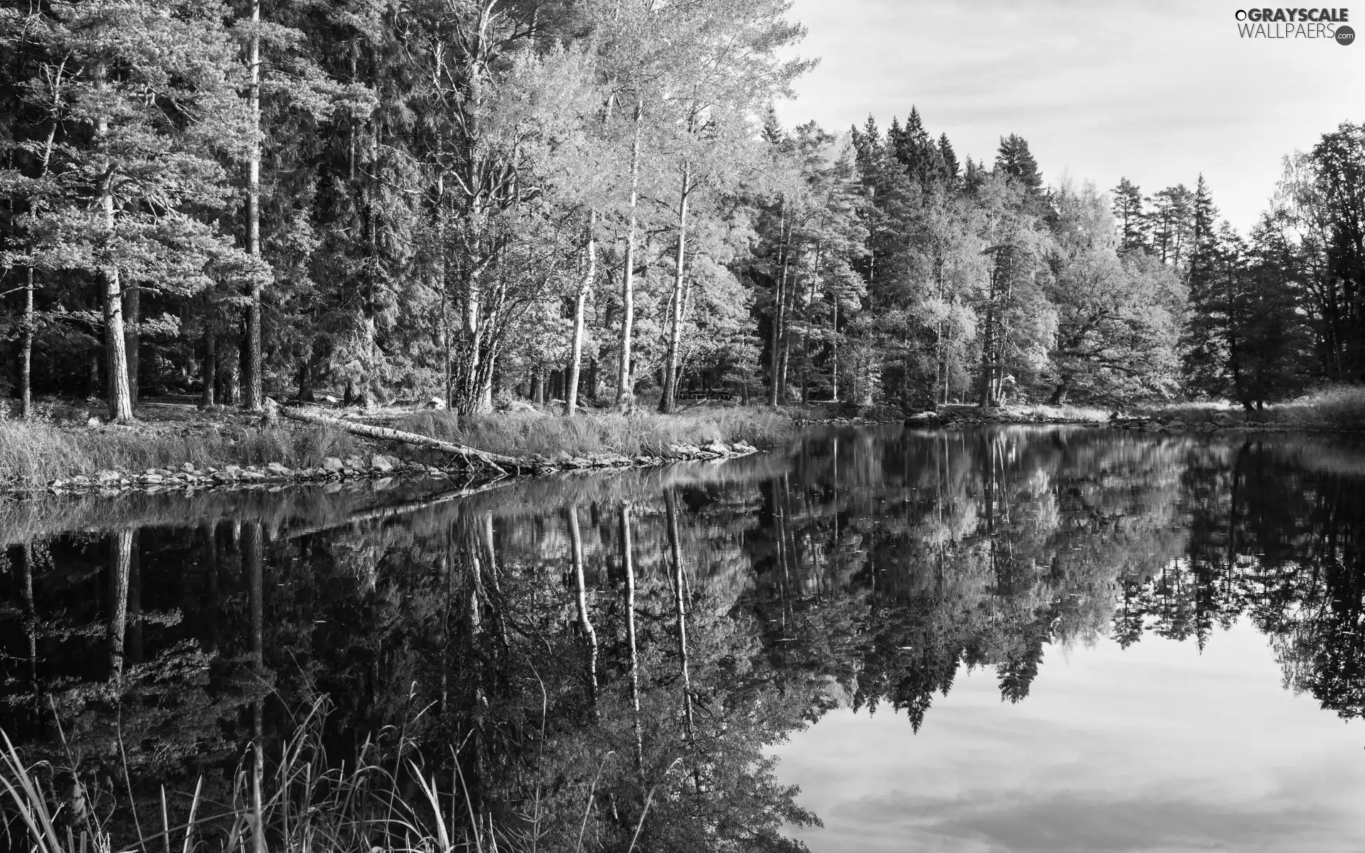 viewes, forest, reflection, autumn, lake, trees