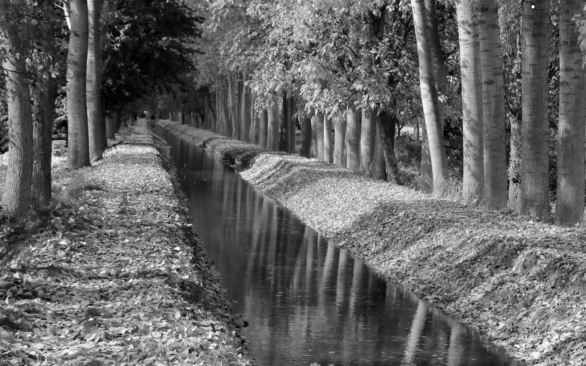 trees, River, autumn, viewes