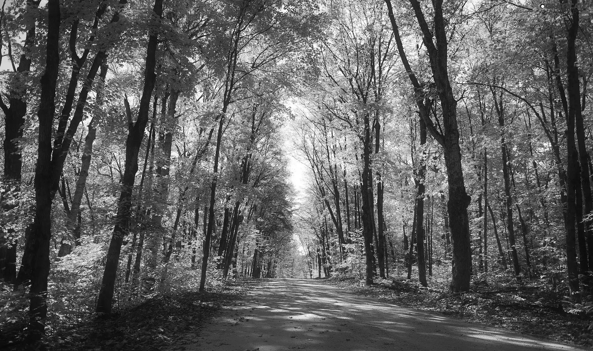 Yellowed, Way, trees, autumn, forest, Leaf, viewes