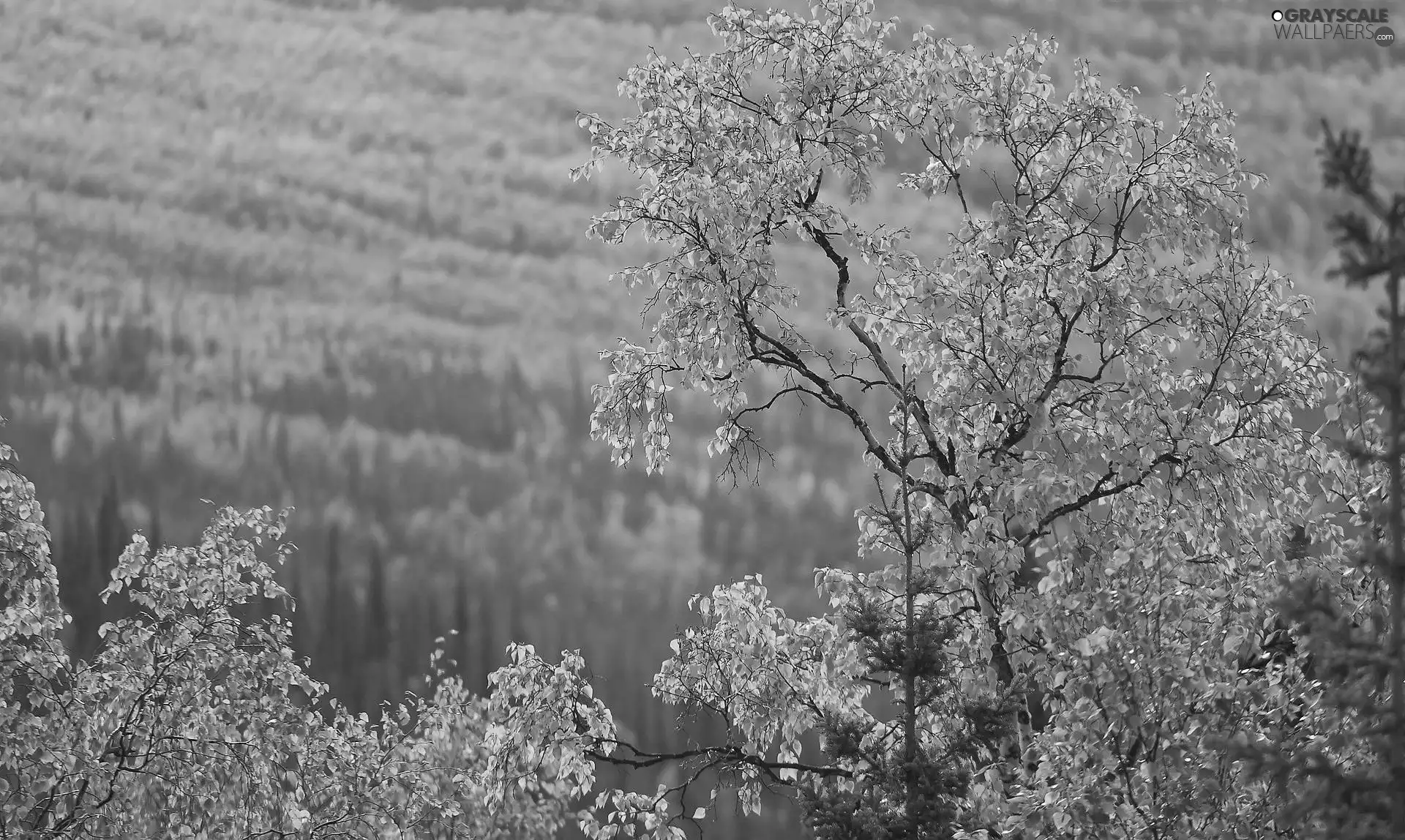 trees, autumn