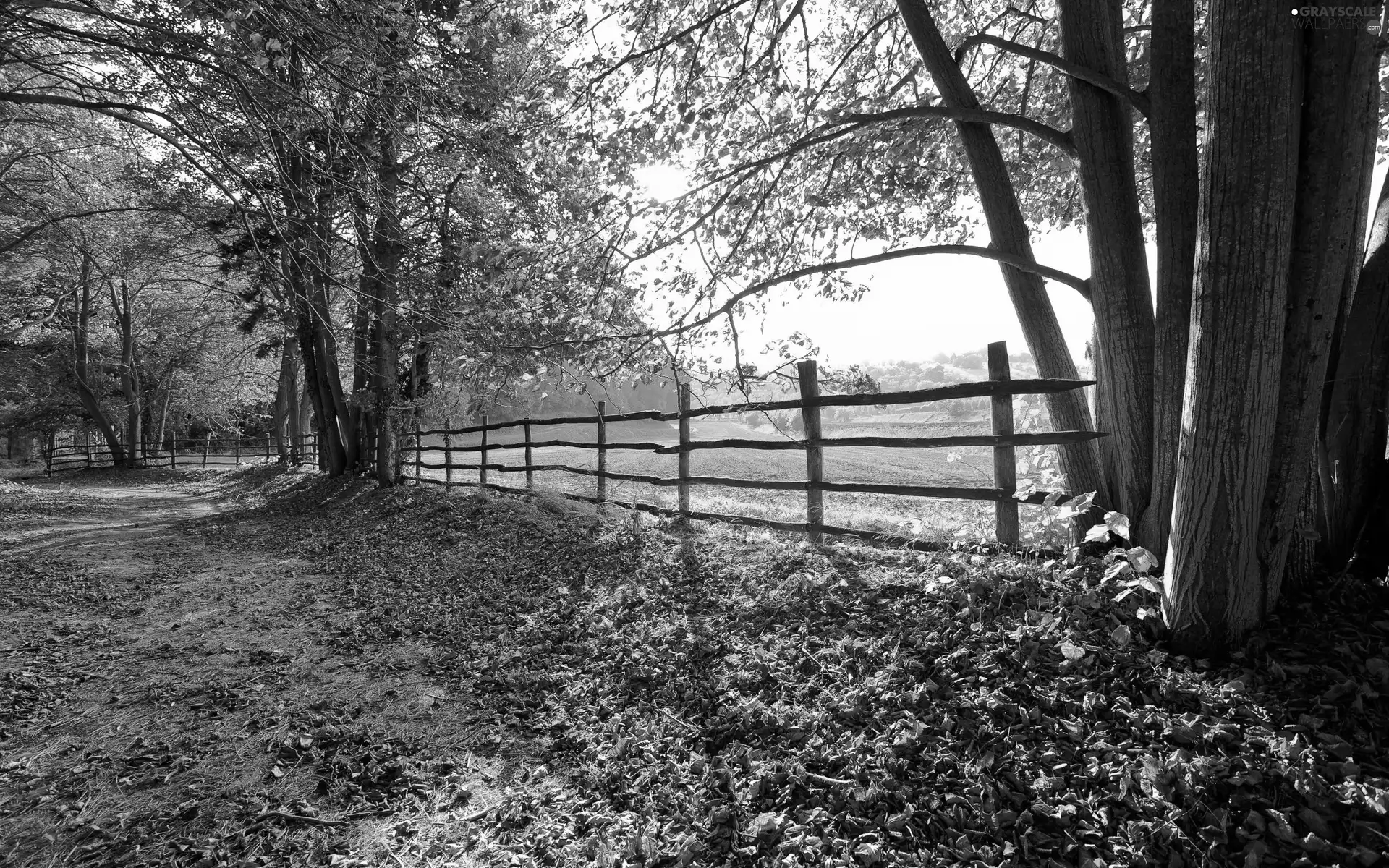 fallen, trees, fence, autumn, Leaf, viewes