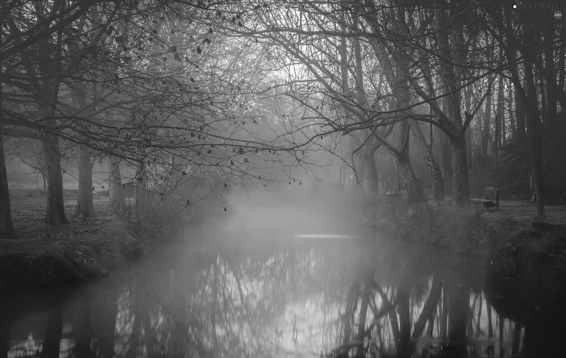 Park, trees, Fog, autumn, River, viewes