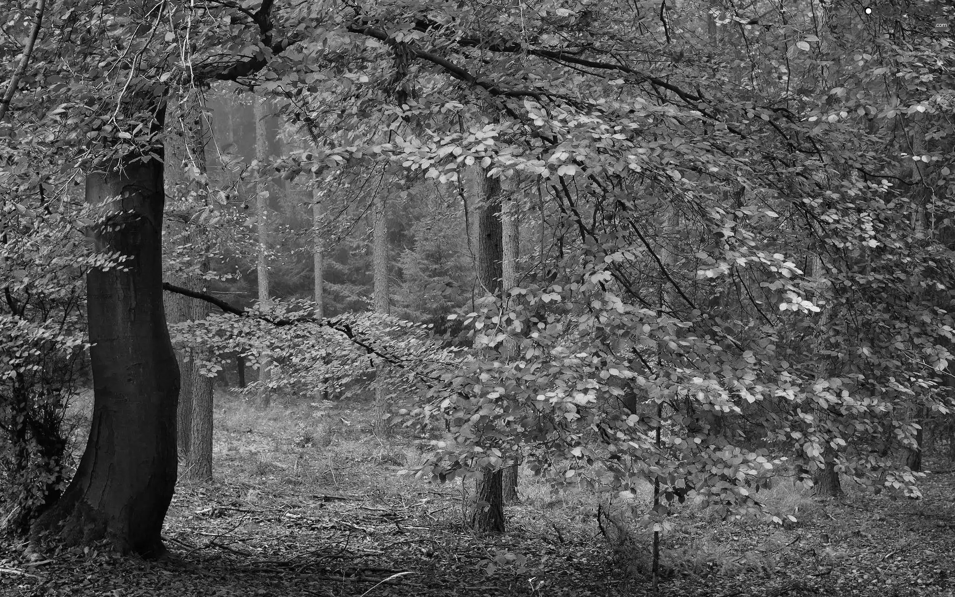 forest, trees, Leaf, autumn, Yellowed, viewes