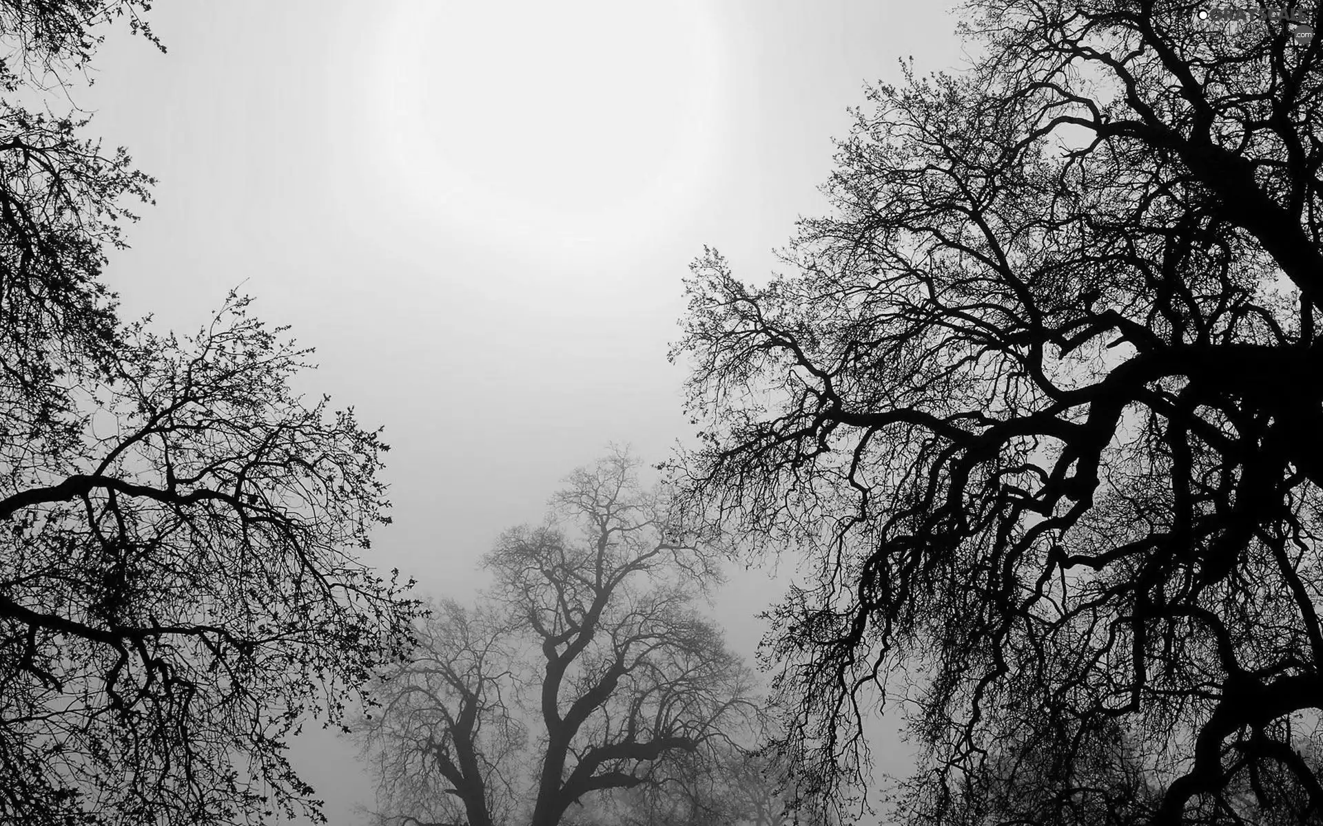 autumn, trees, viewes