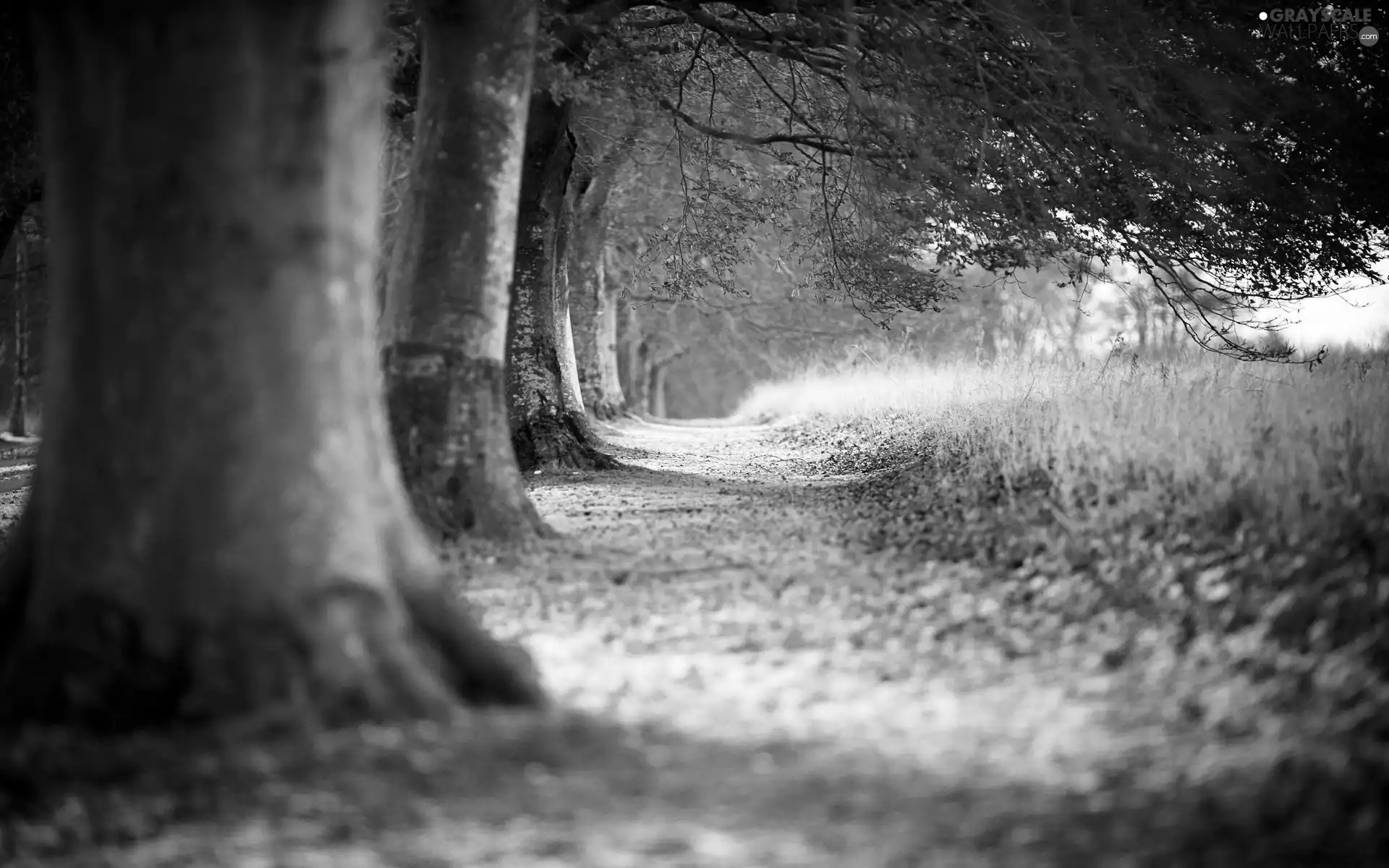 autumn, trees, viewes