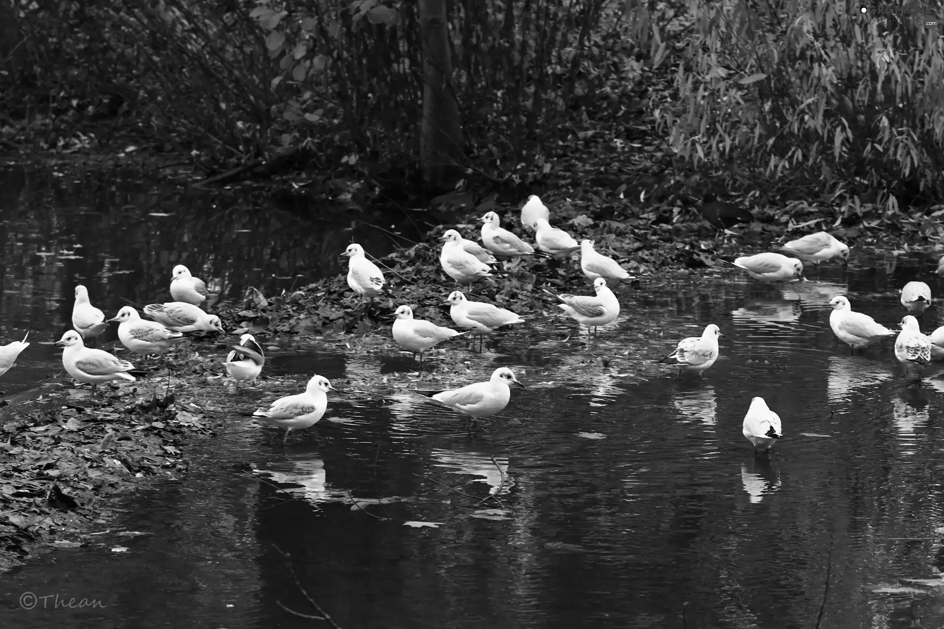 autumn, water, Gull, Leaf, gulls