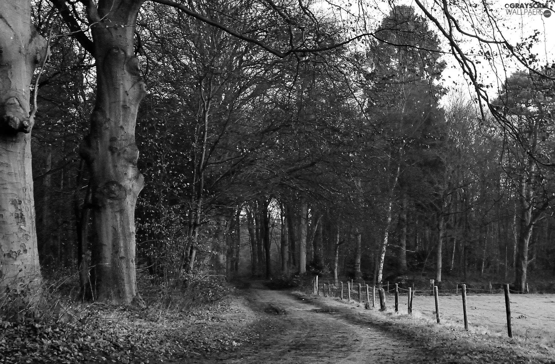 autumn, forest, Way