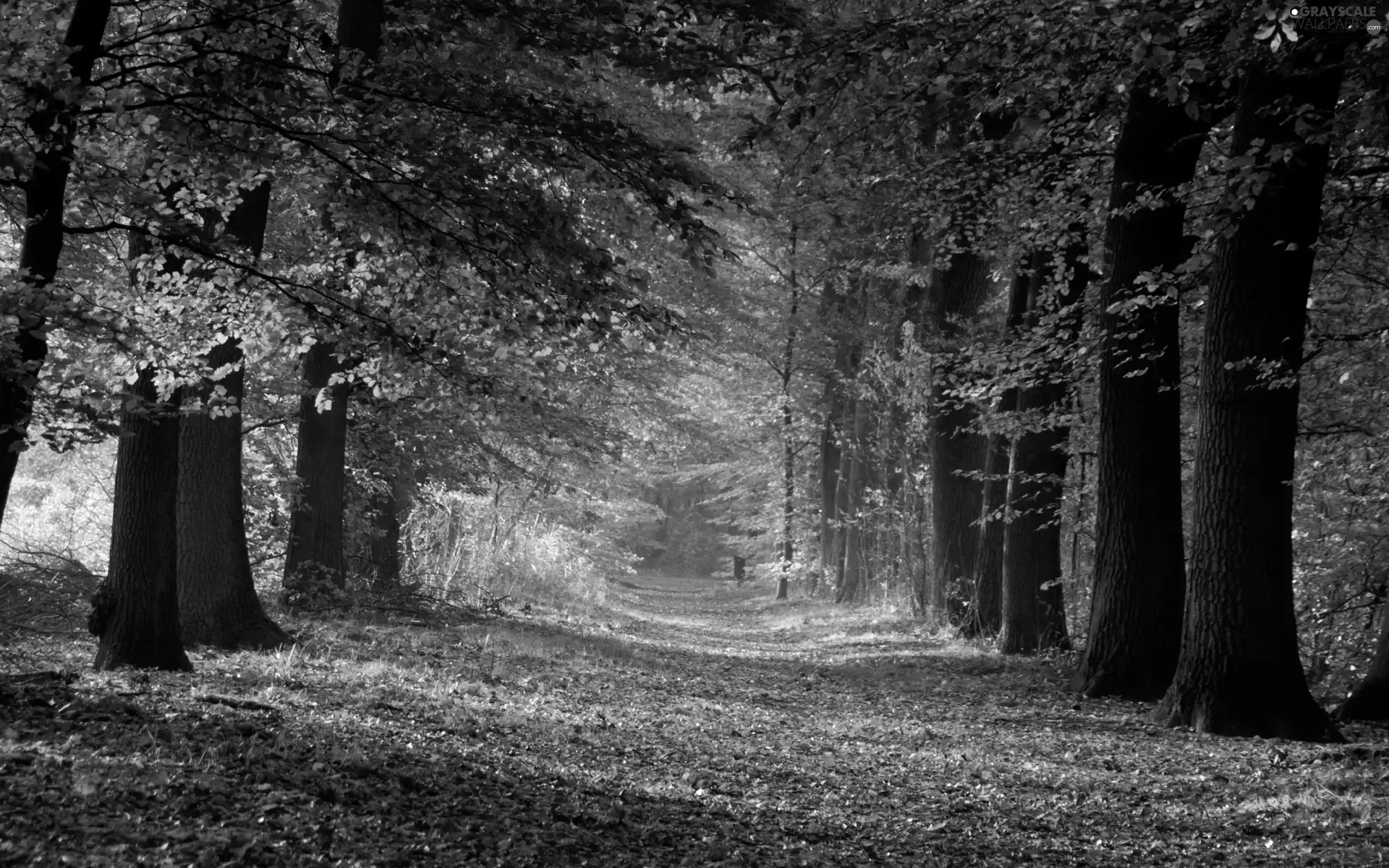 autumn, forest, Way