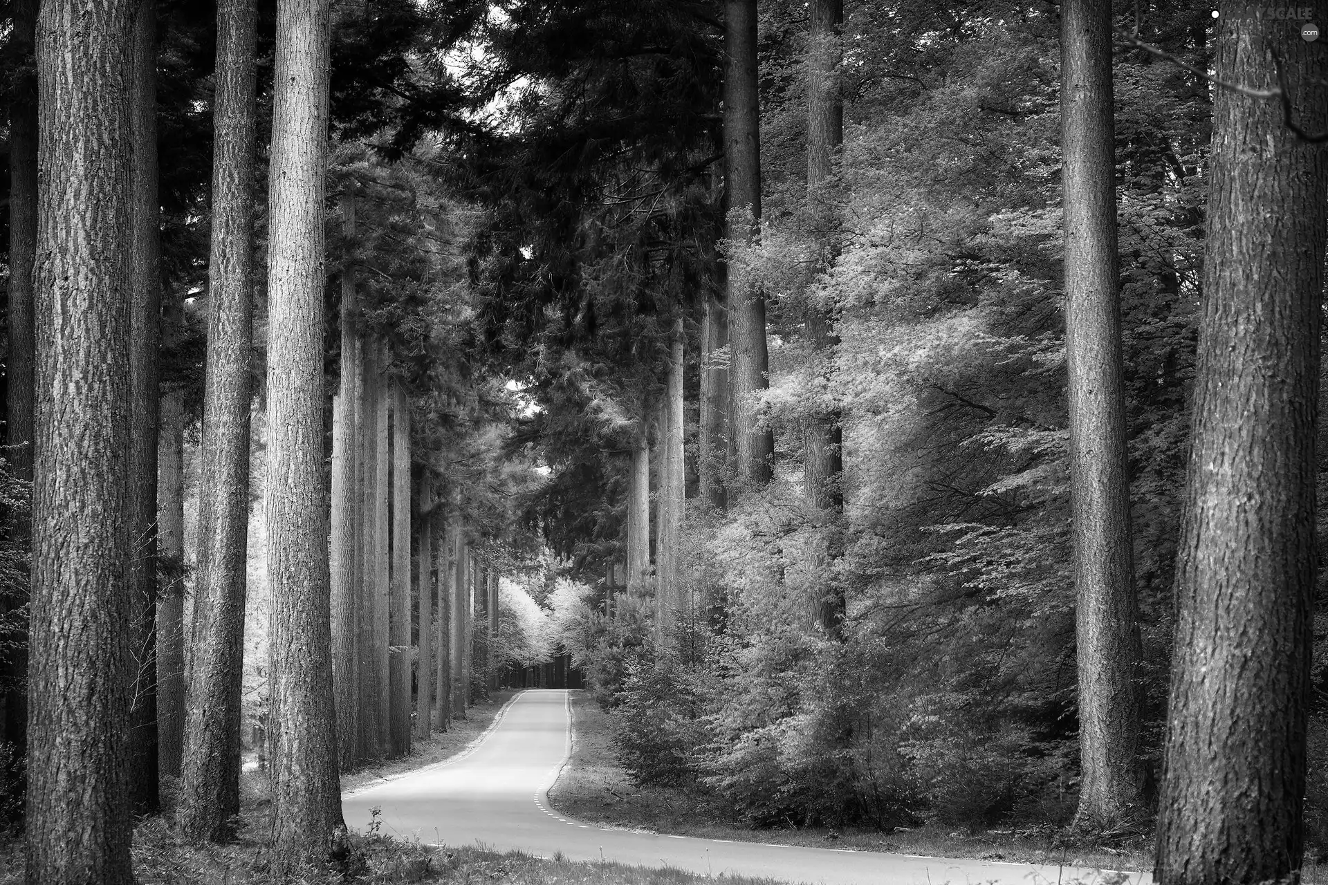 trees, autumn, Way, hedge, forest