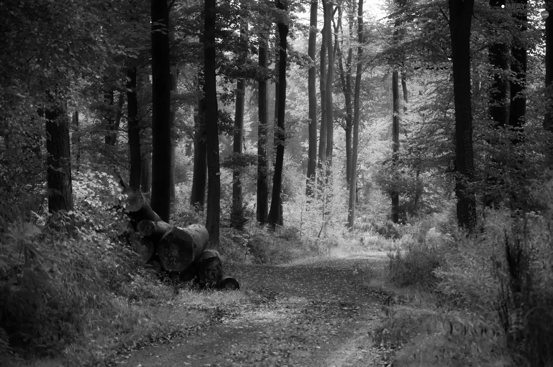 autumn, forest, Way