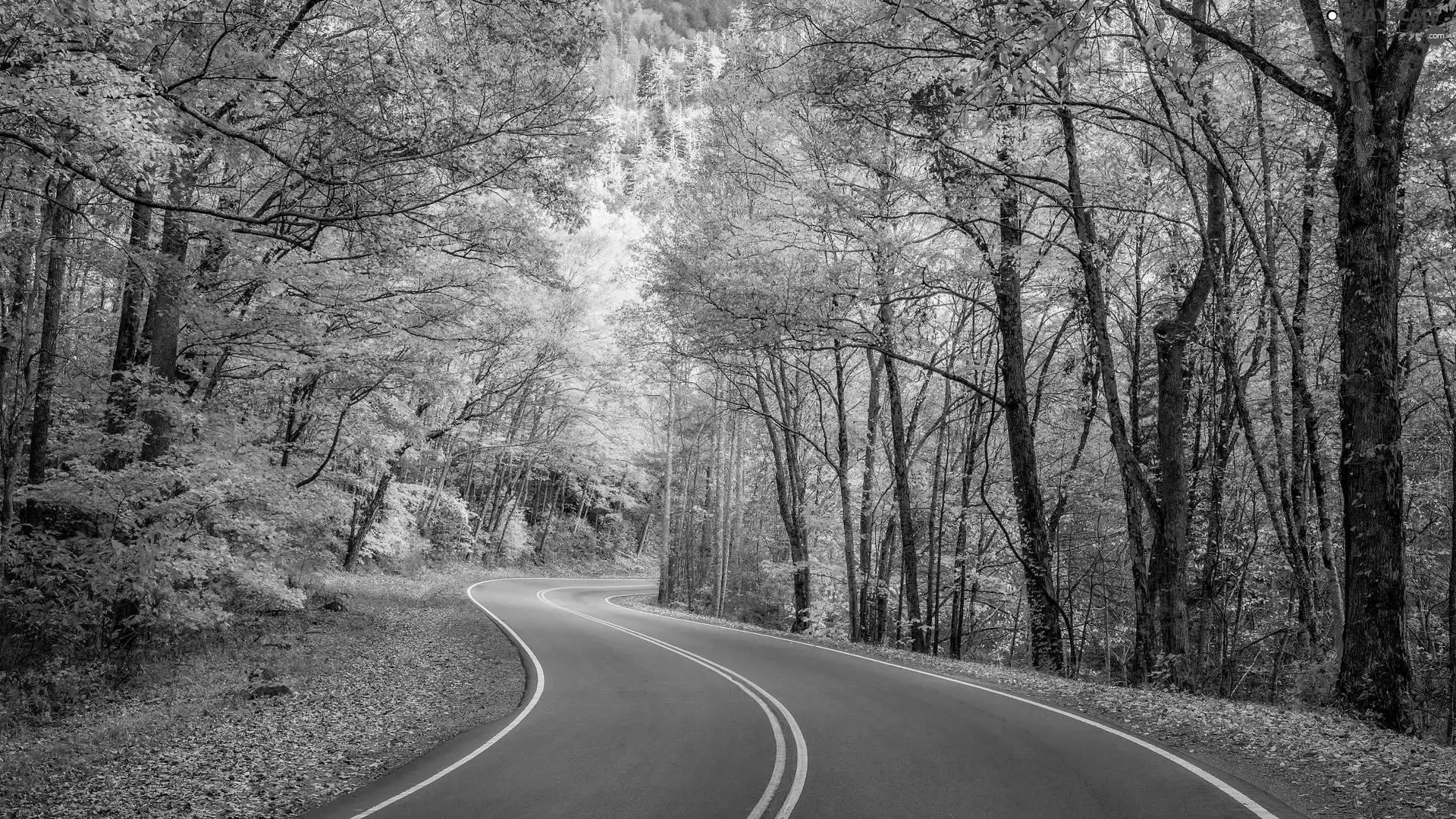 viewes, autumn, Way, trees, turn
