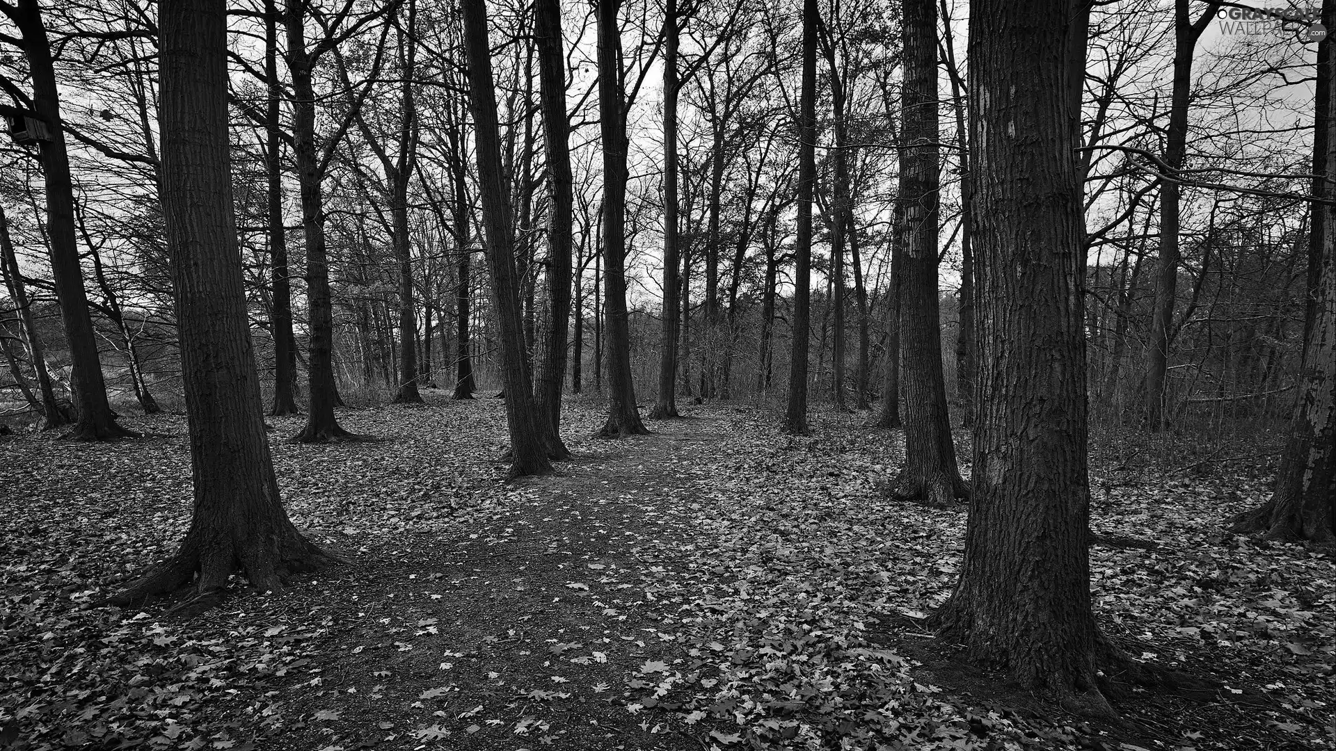 Leaf, forest, viewes, autumn, trees, Way