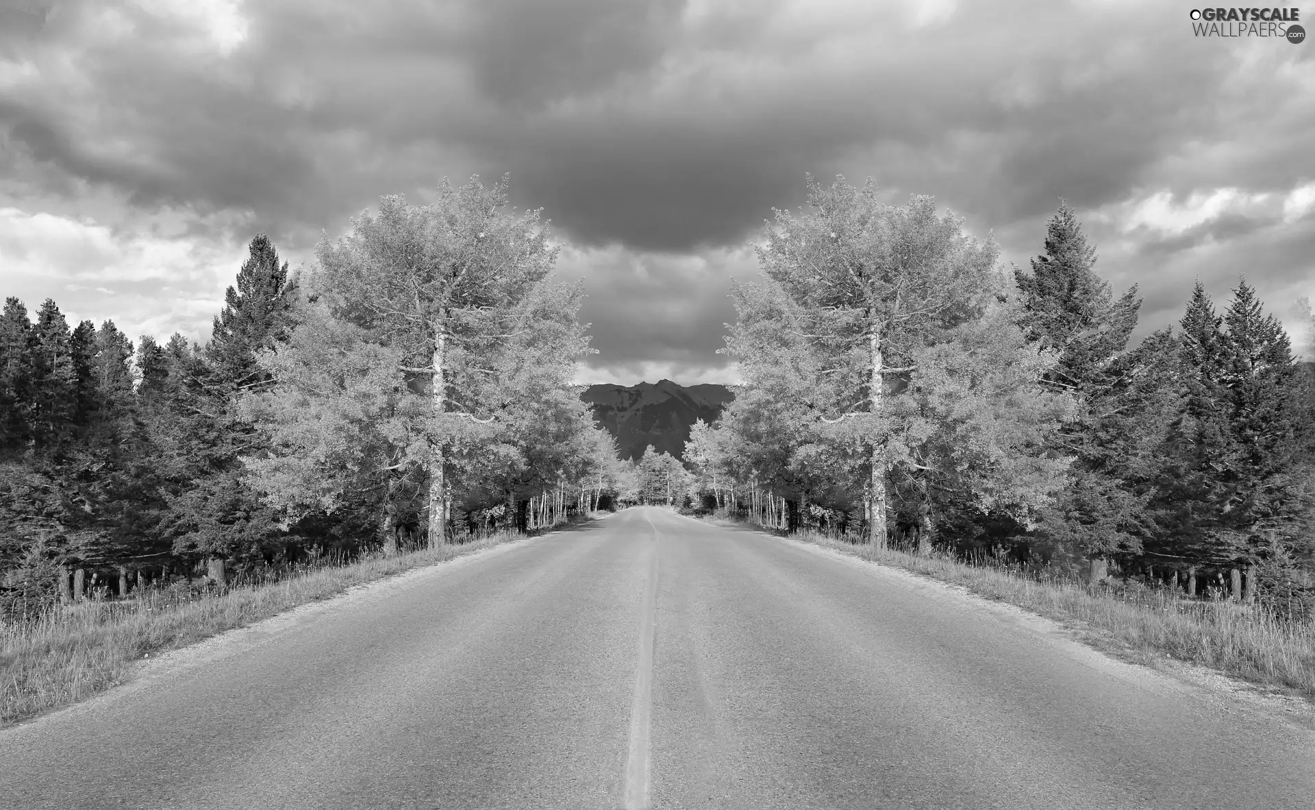 Way, trees, viewes, Autumn