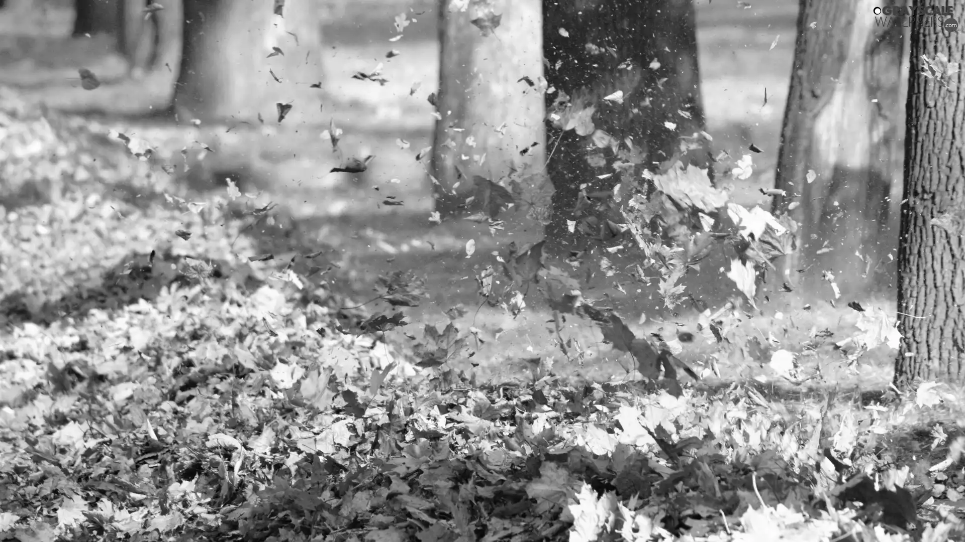 autumn, Leaf, Wind